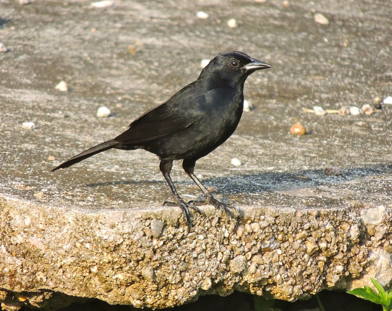 Melodious Blackbird