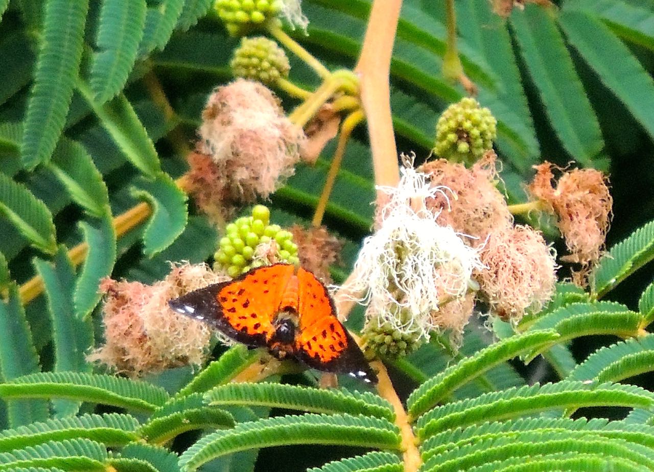 Multesima Metalmark