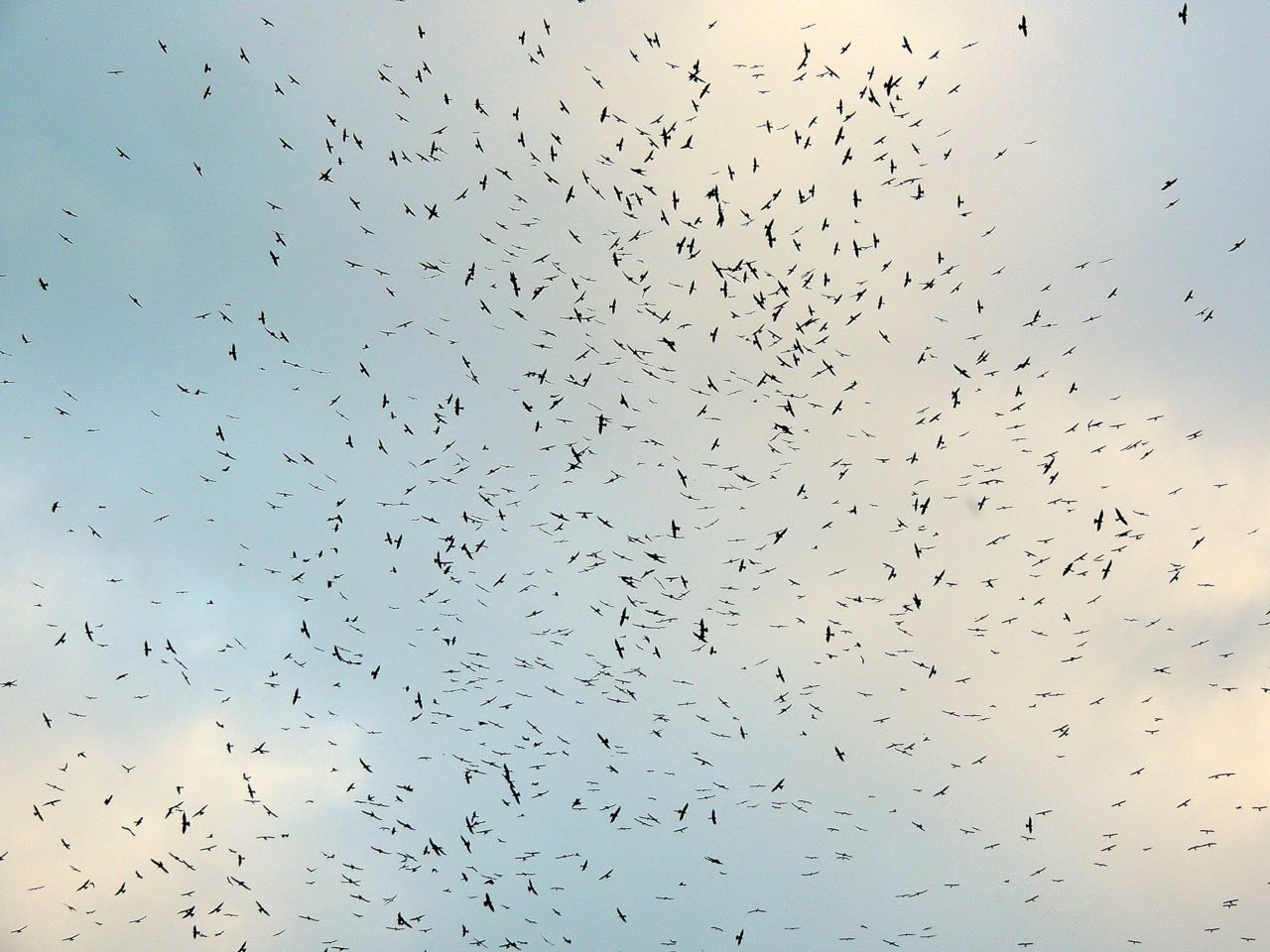 Mississippi Kites