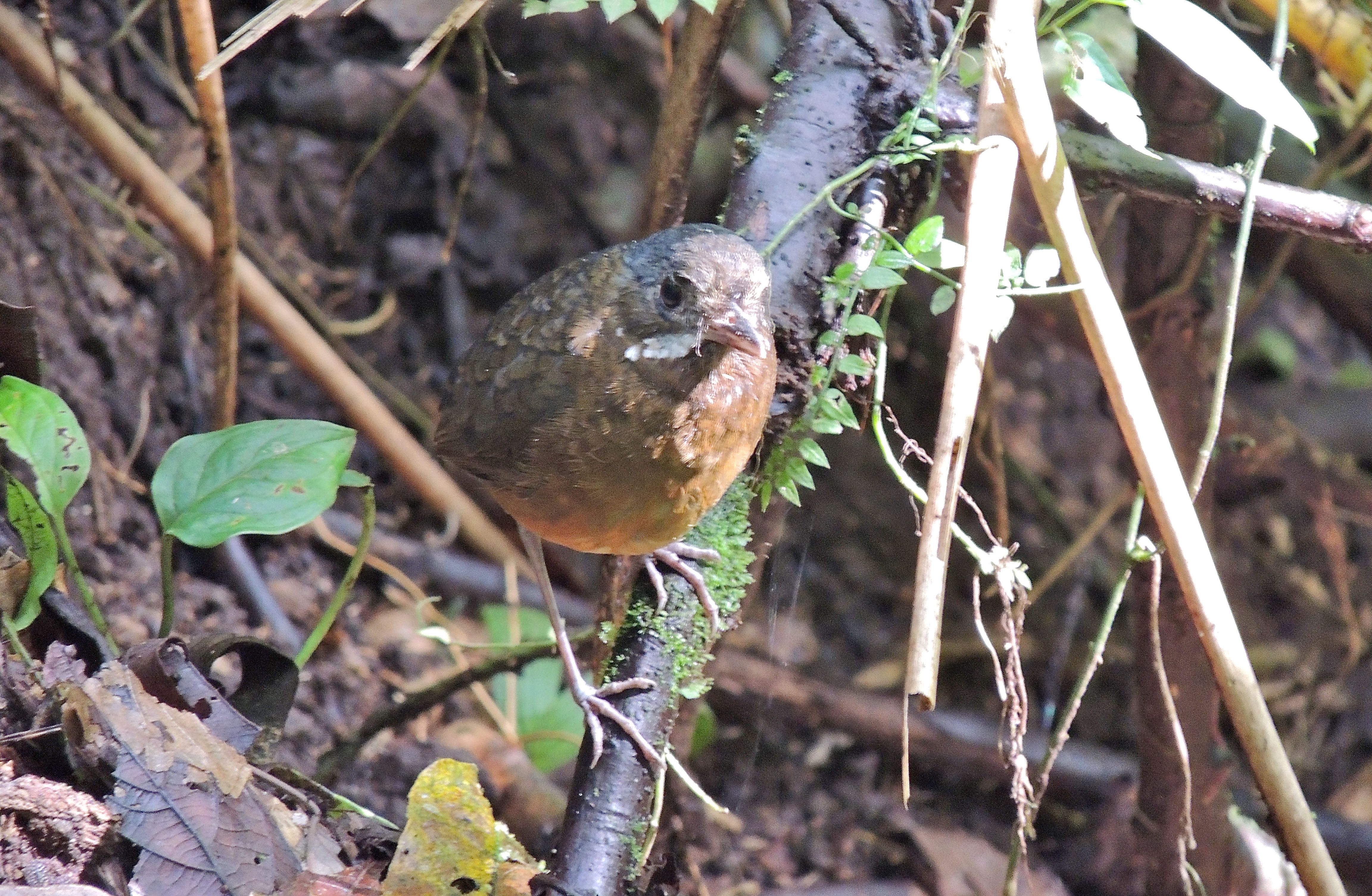 Moustached Antpitta