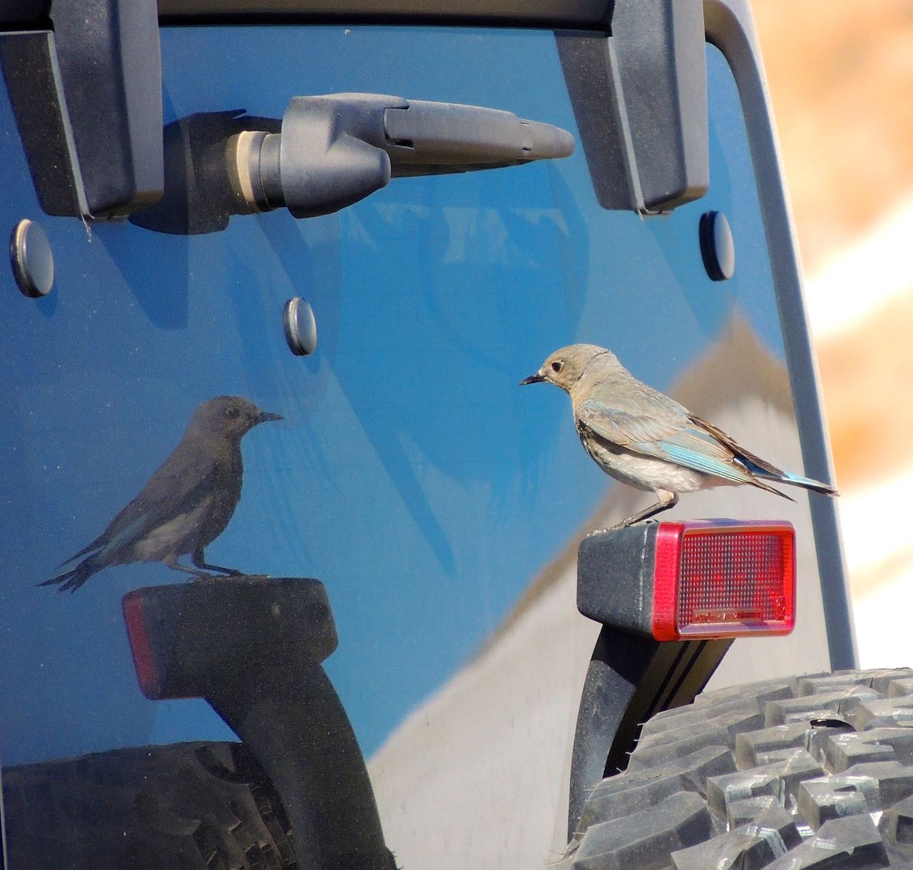 Mountain Bluebird