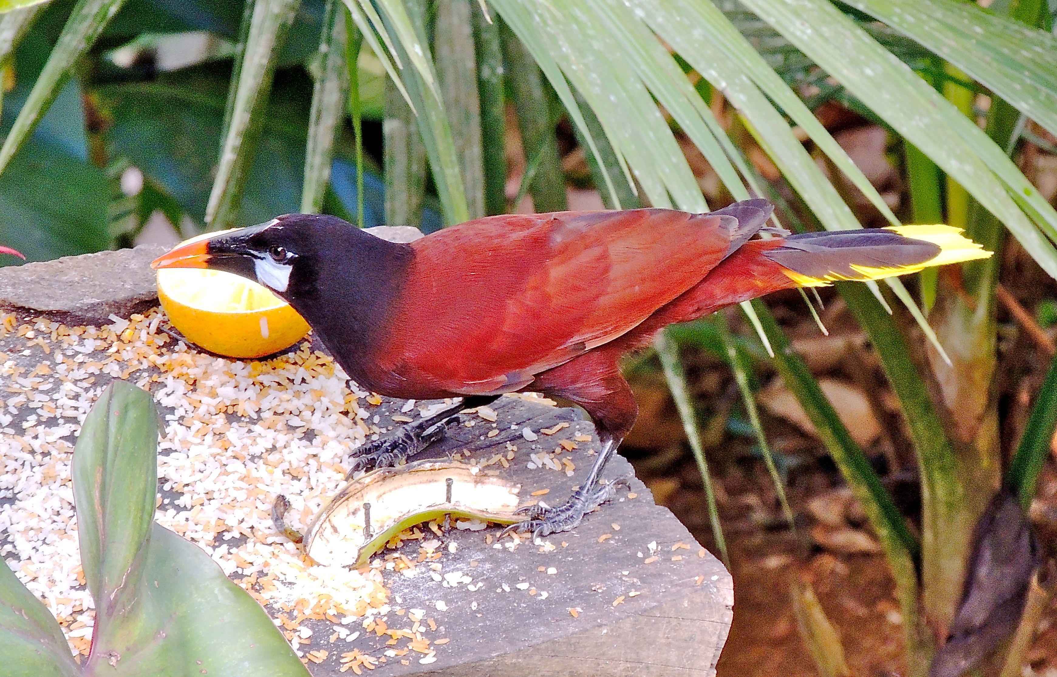 Montezuma Oropendola