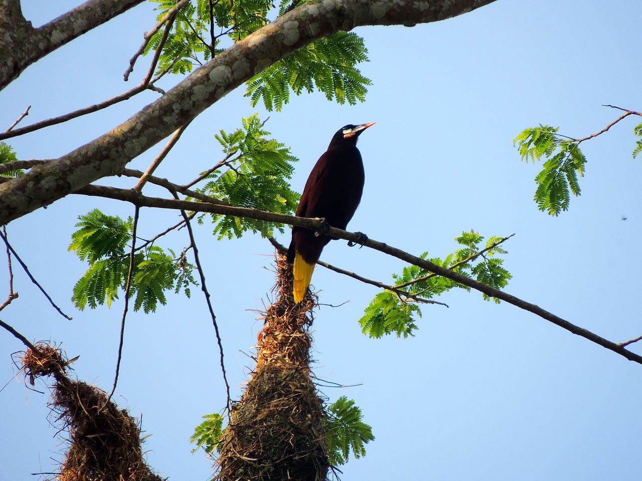 Montezuma Oropendola