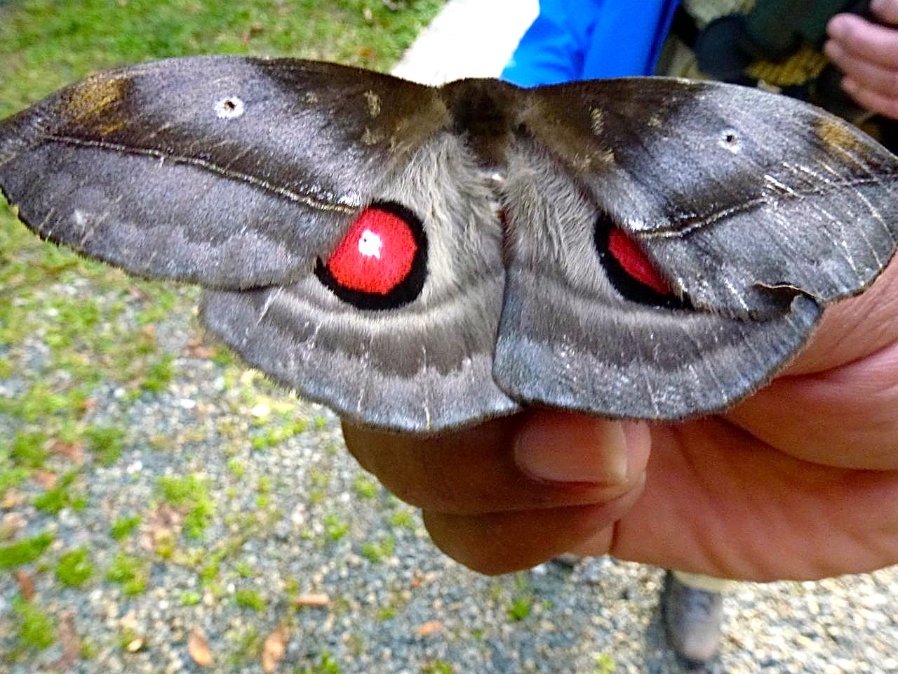 Moth