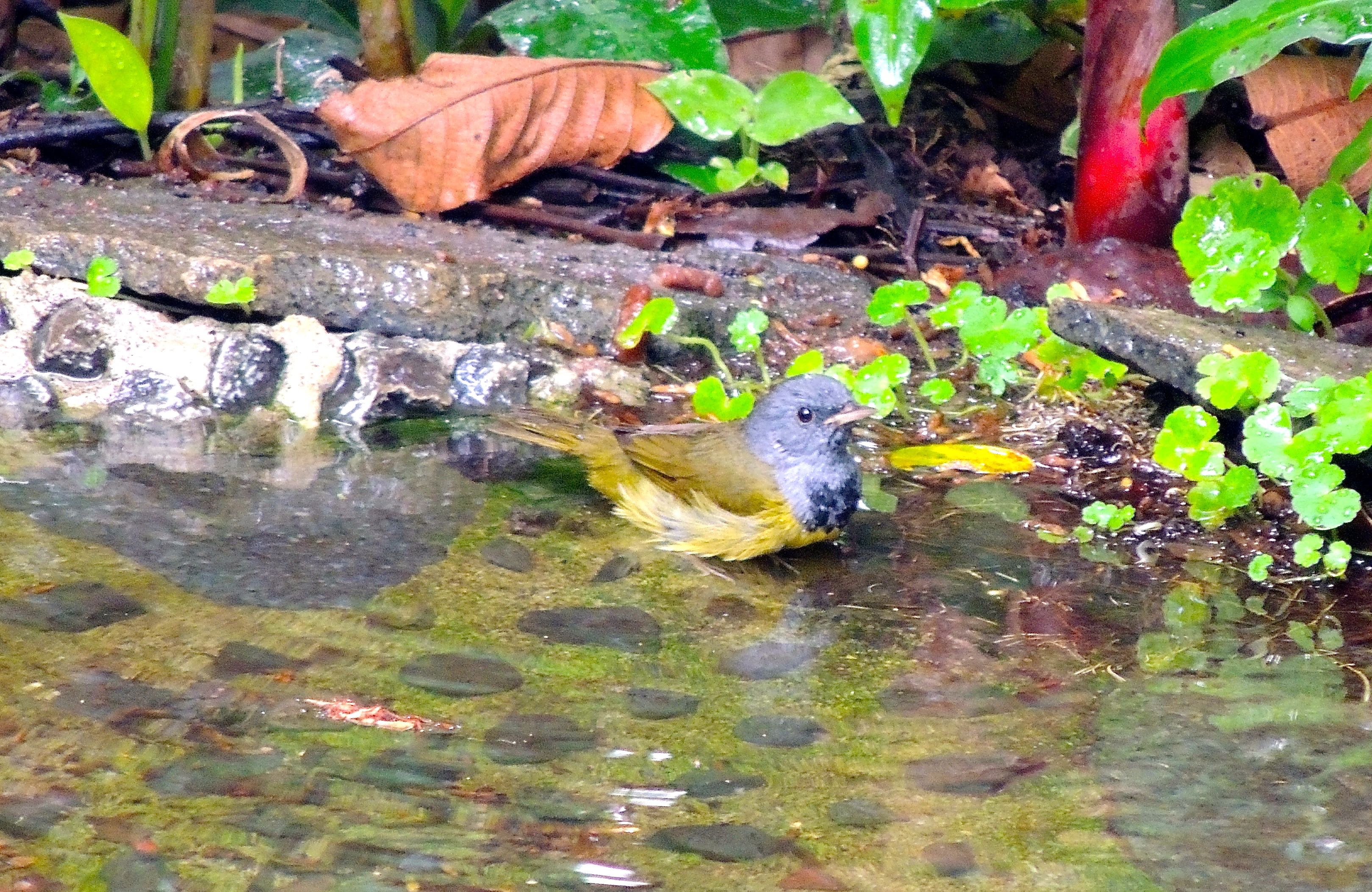 Mourning Warbler