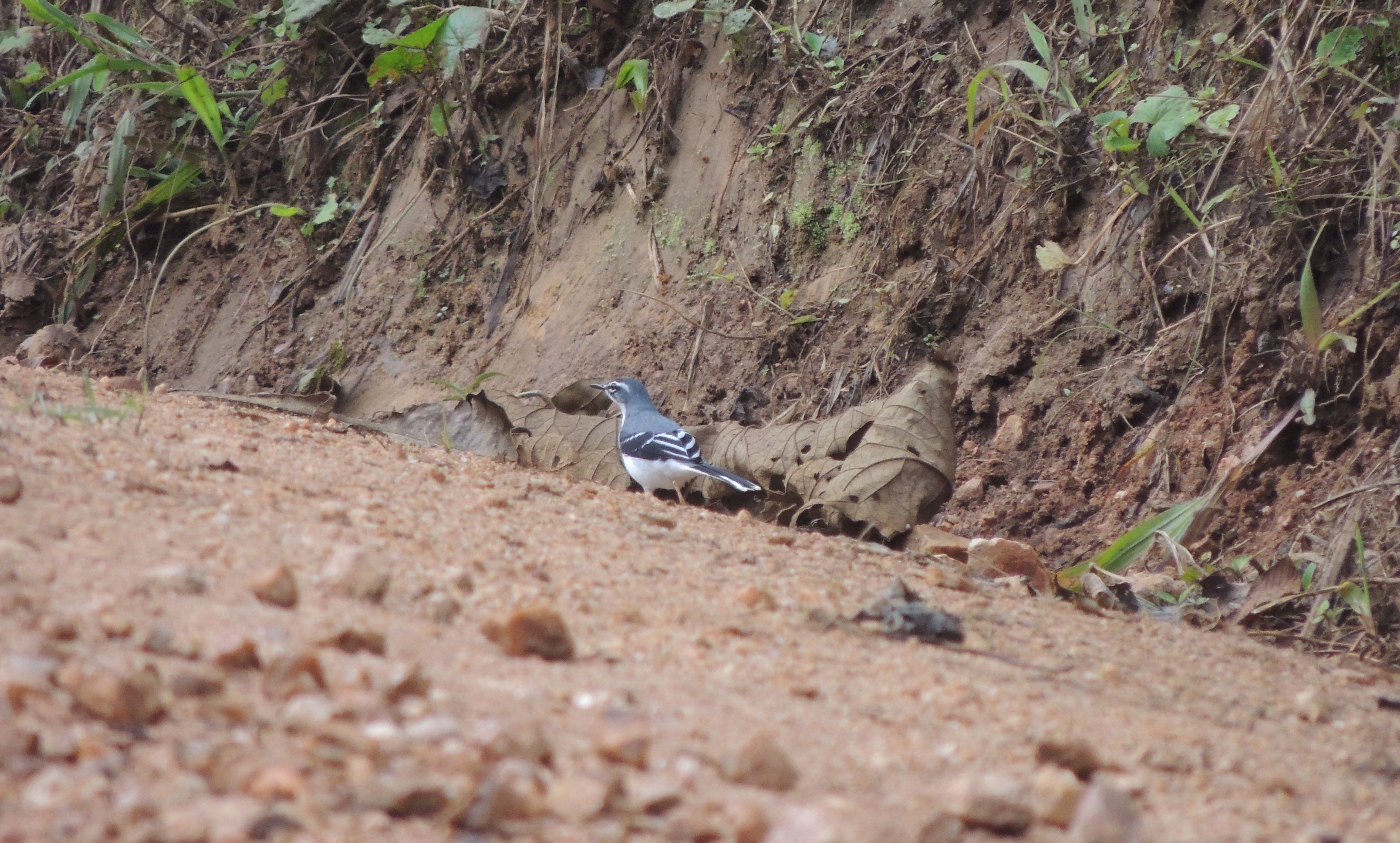 Mountain Wagtail