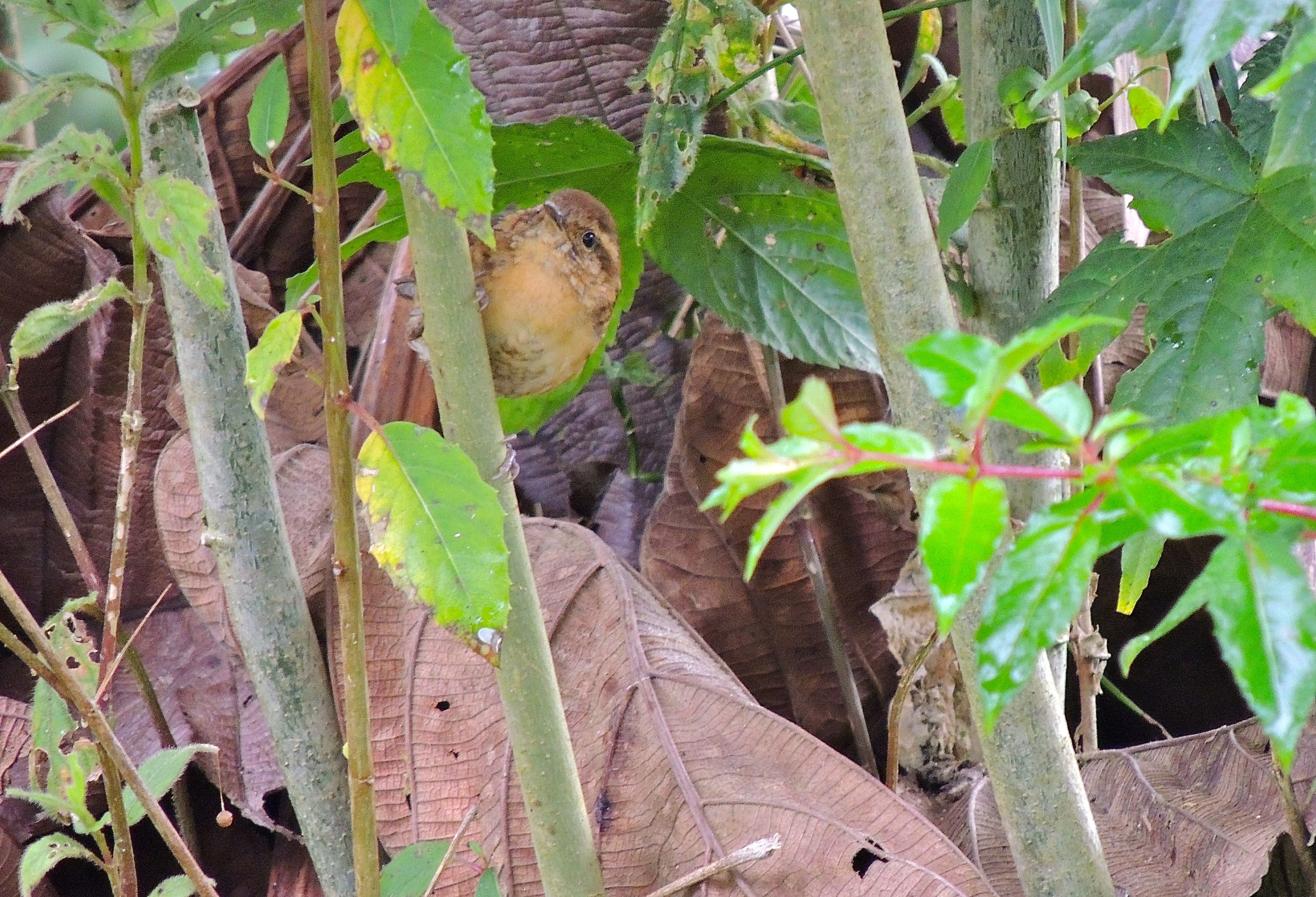 Mountain Wren