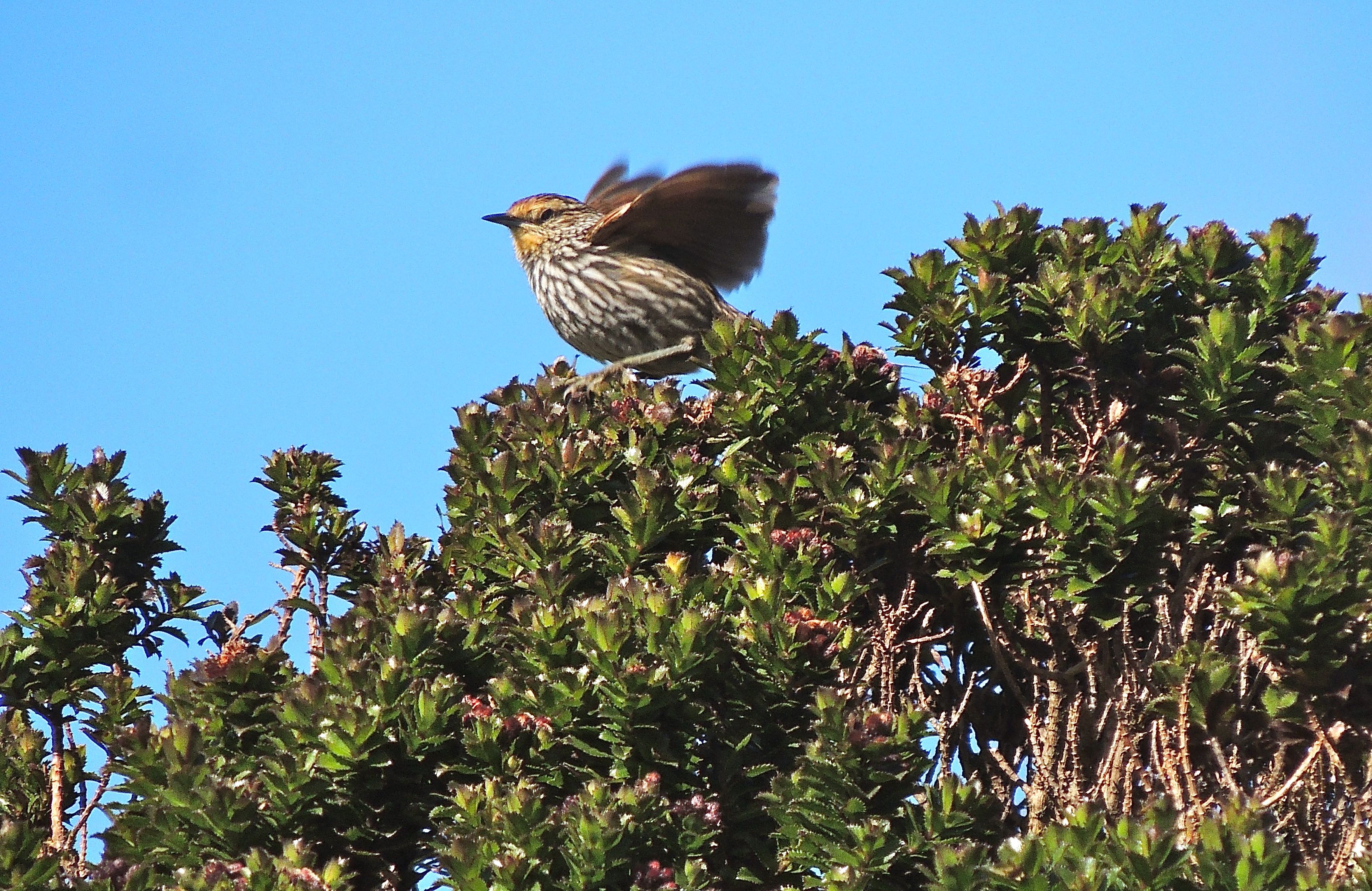 Many-striped Canastero