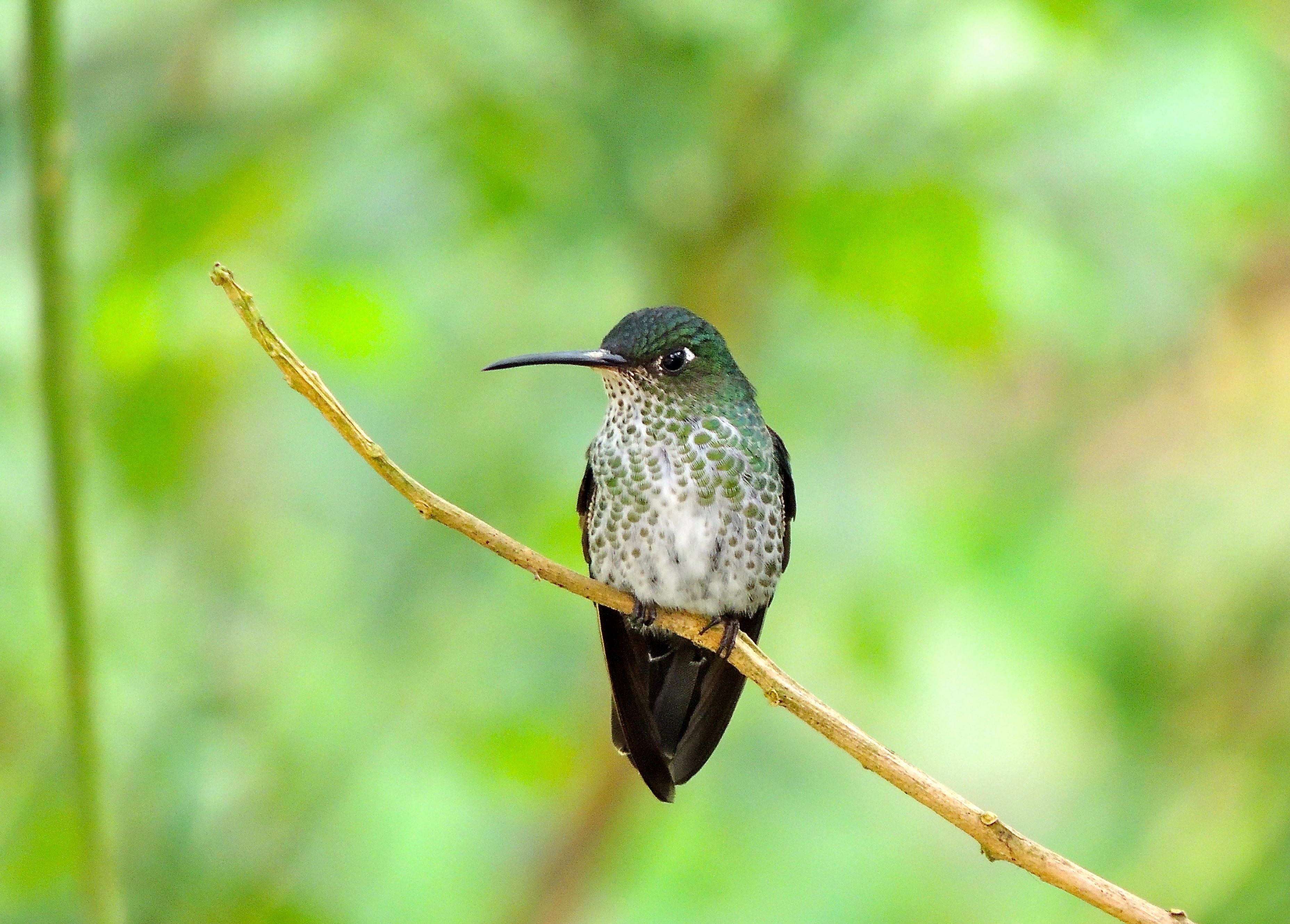 Many-spotted Hummingbird