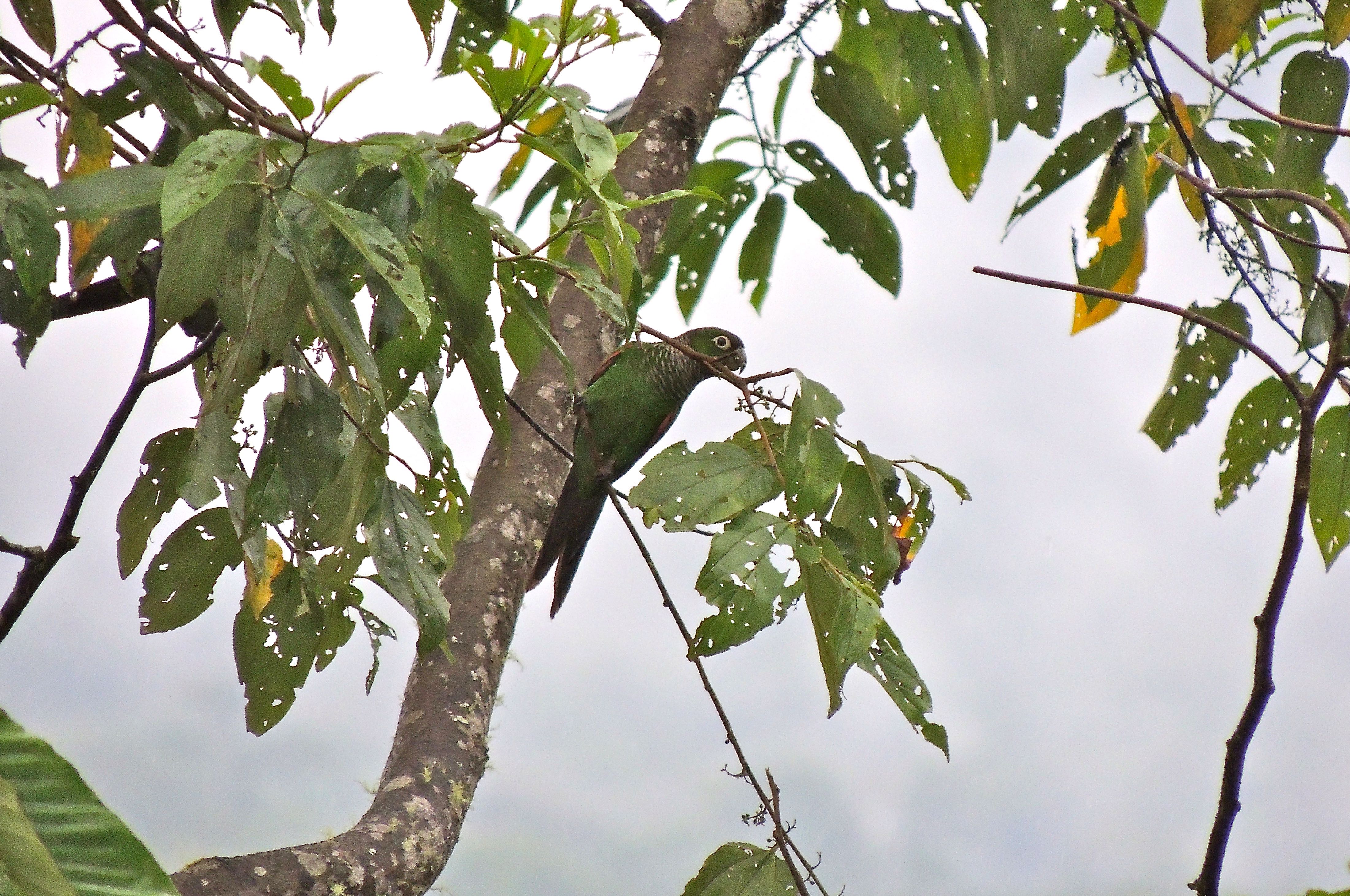 Maroon-tailed Parakeet