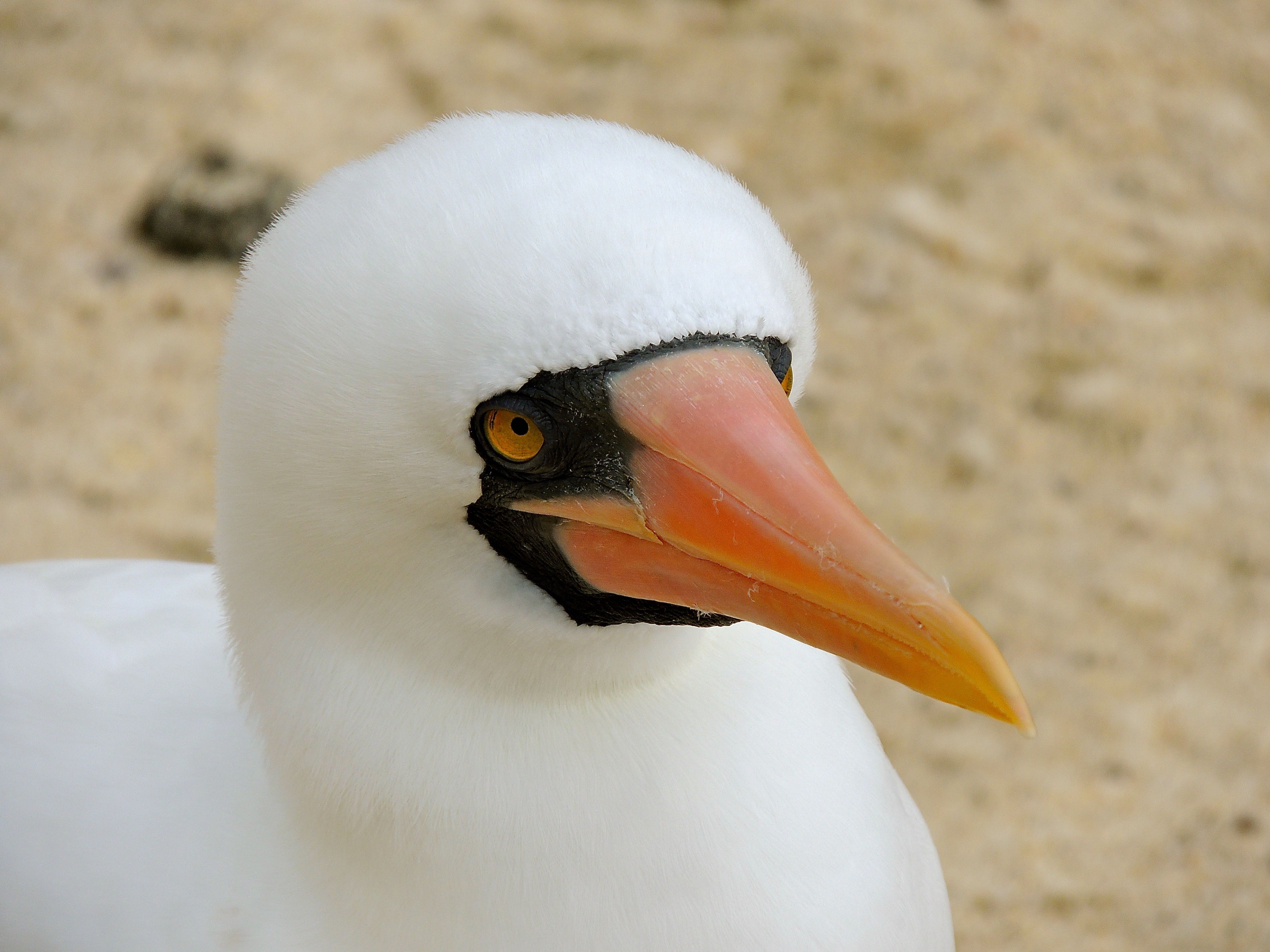 Nazca Booby