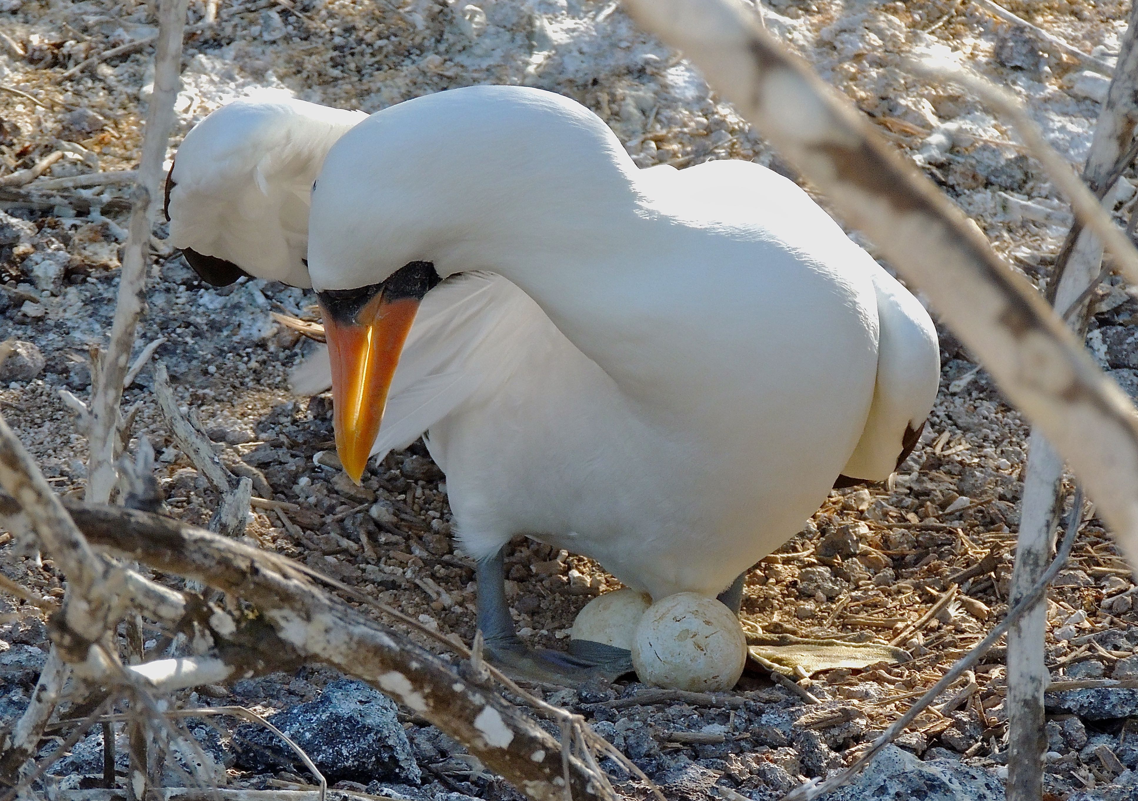 Nazca Booby