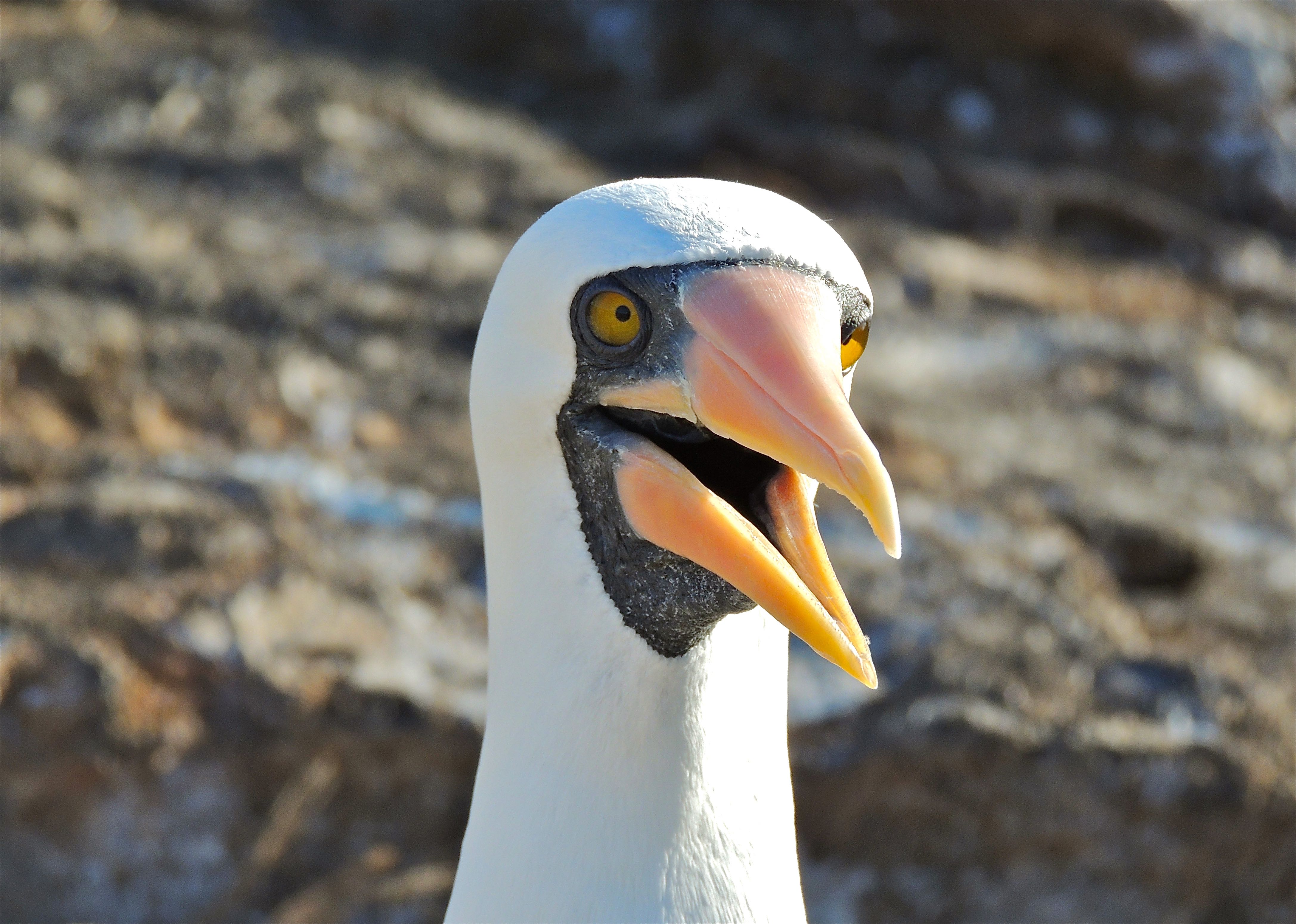 Nazca Booby