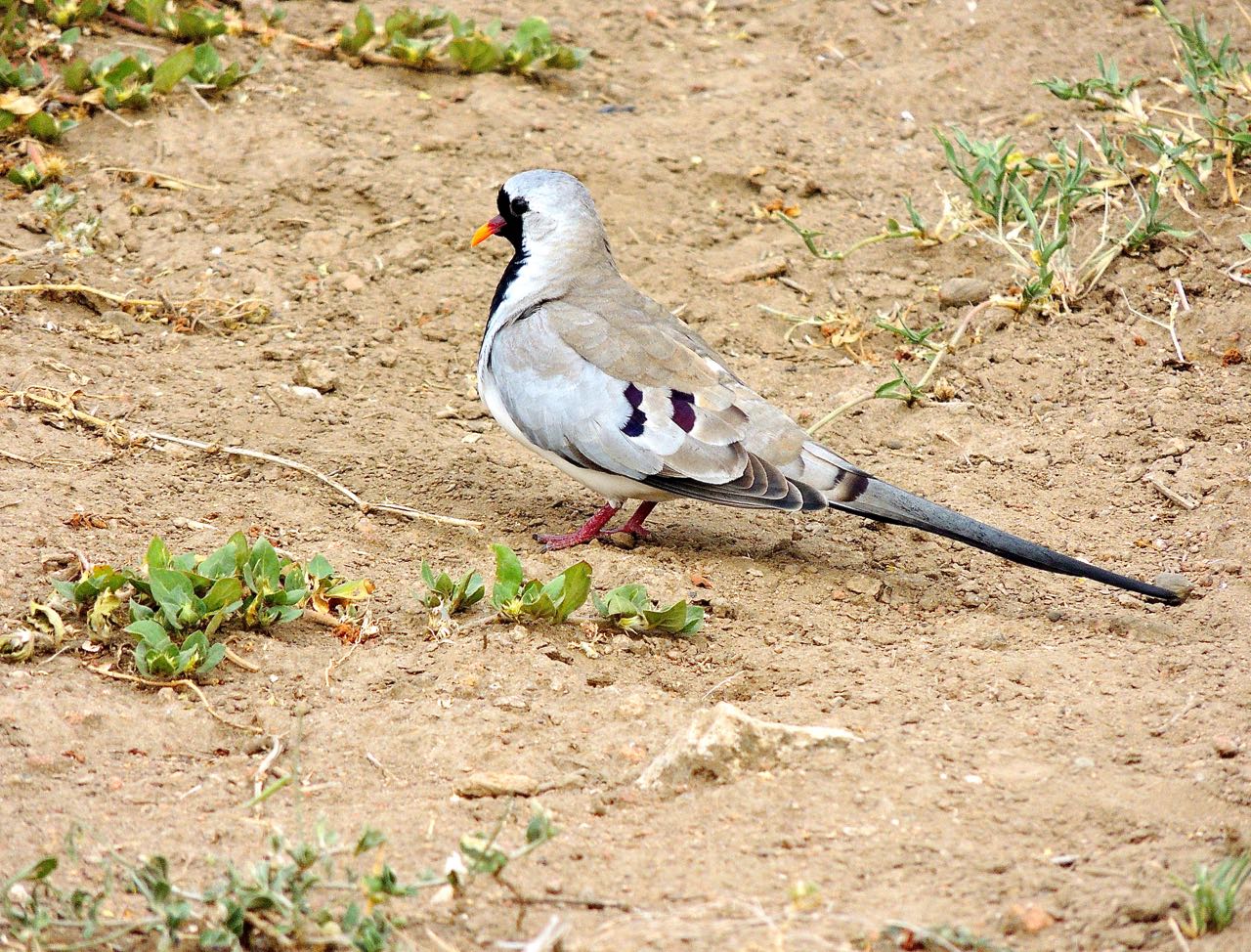 Namaqua Dove