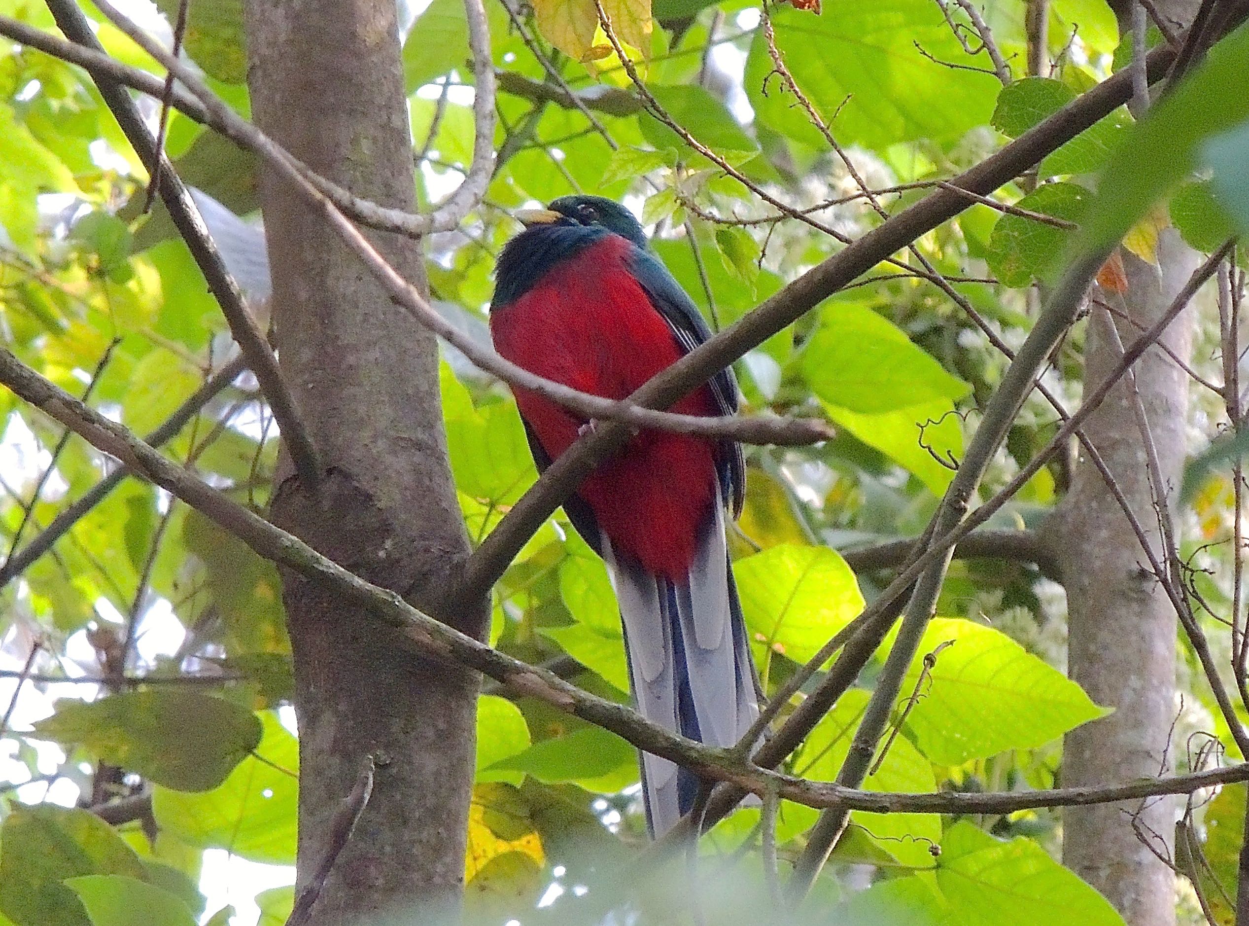 Narina Trogon