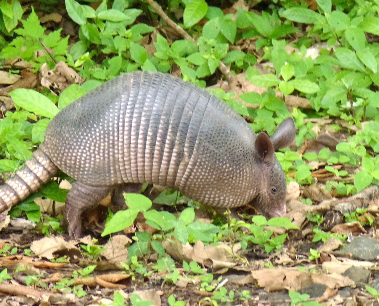 Nine-banded Armadillo