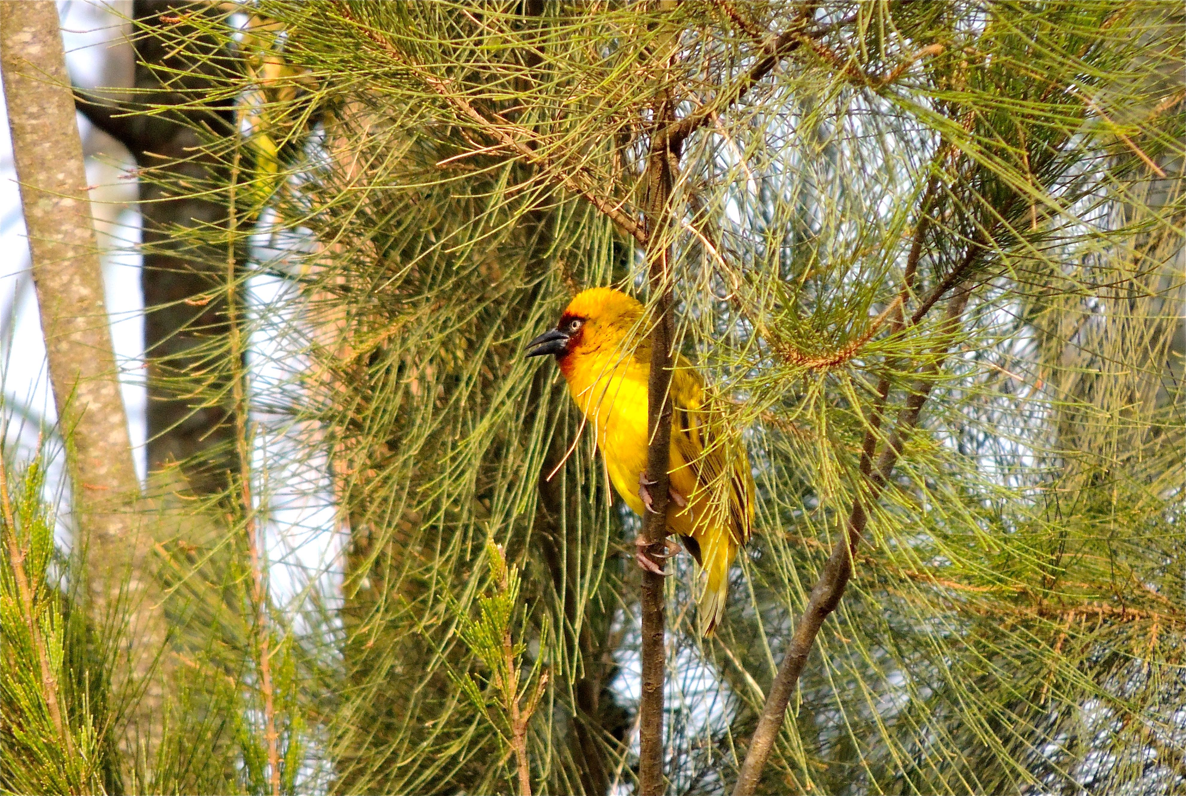 Northern Brown-throated Weaver