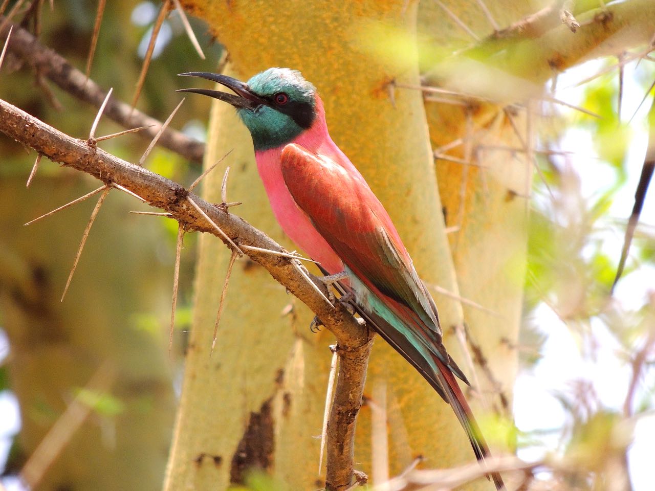 Northern Carmine Bee-eater