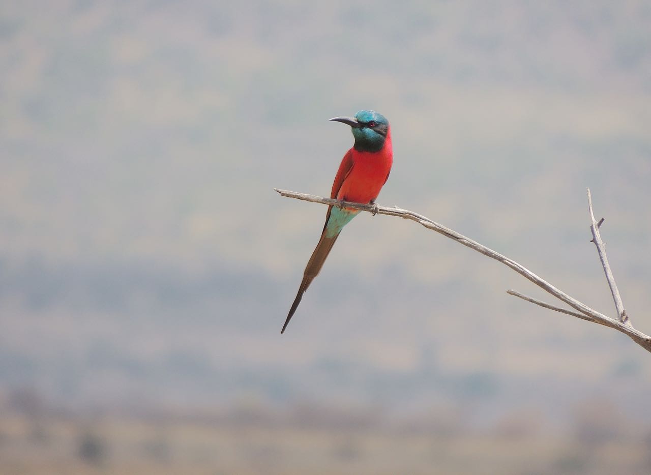 Northern Carmine Bee-eater