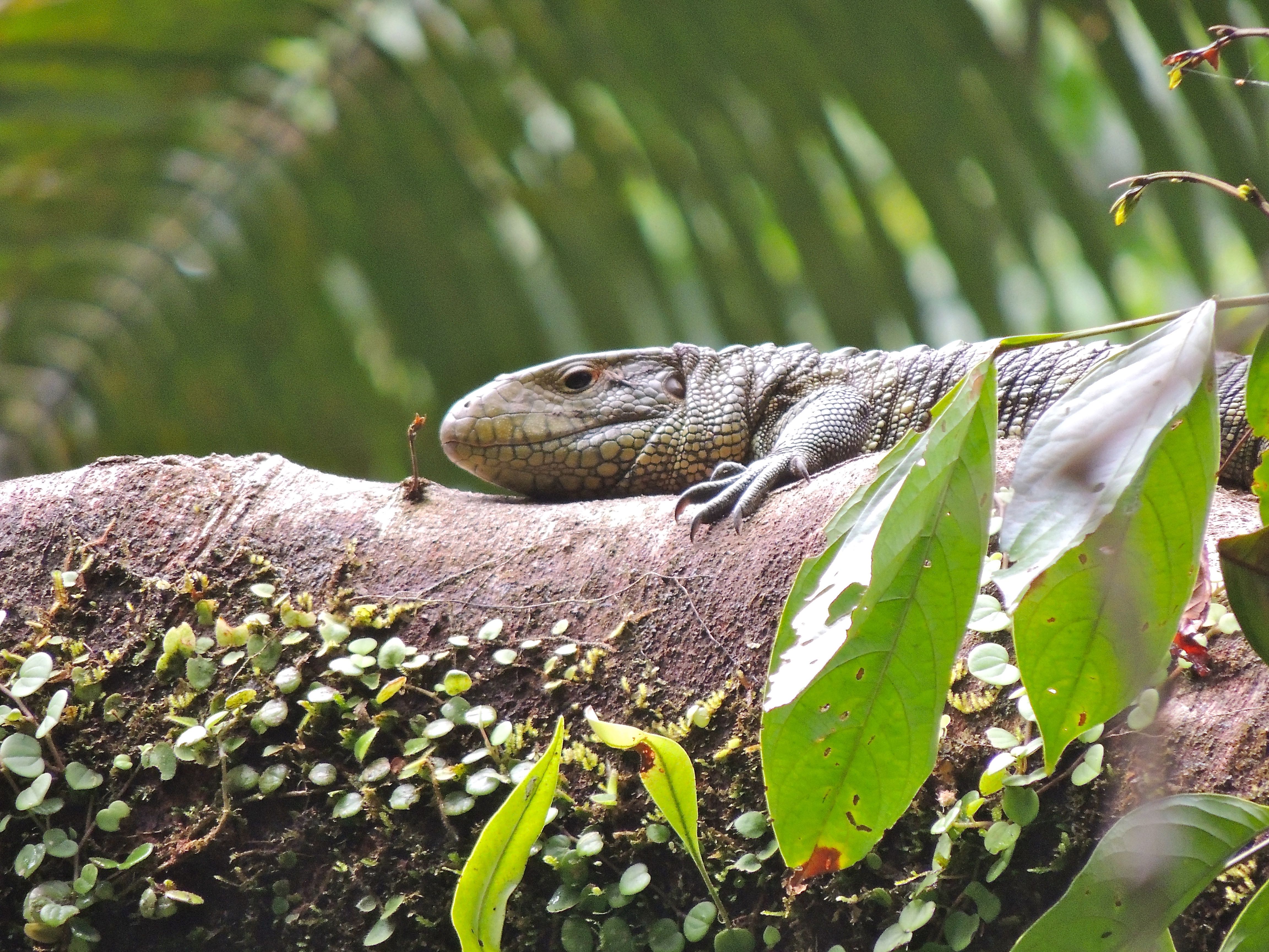 Northern Caiman Lizard