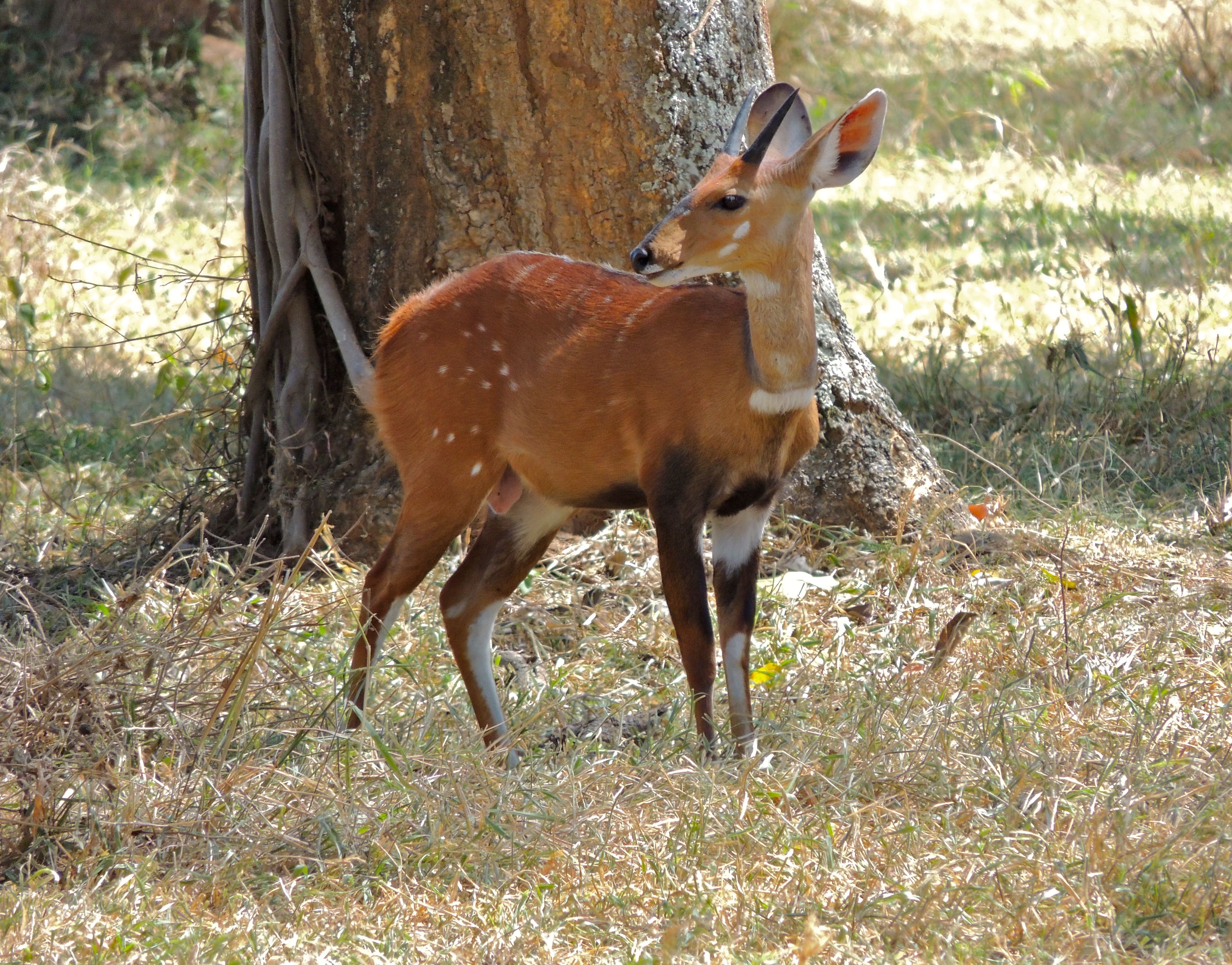 Nile Bushbuck