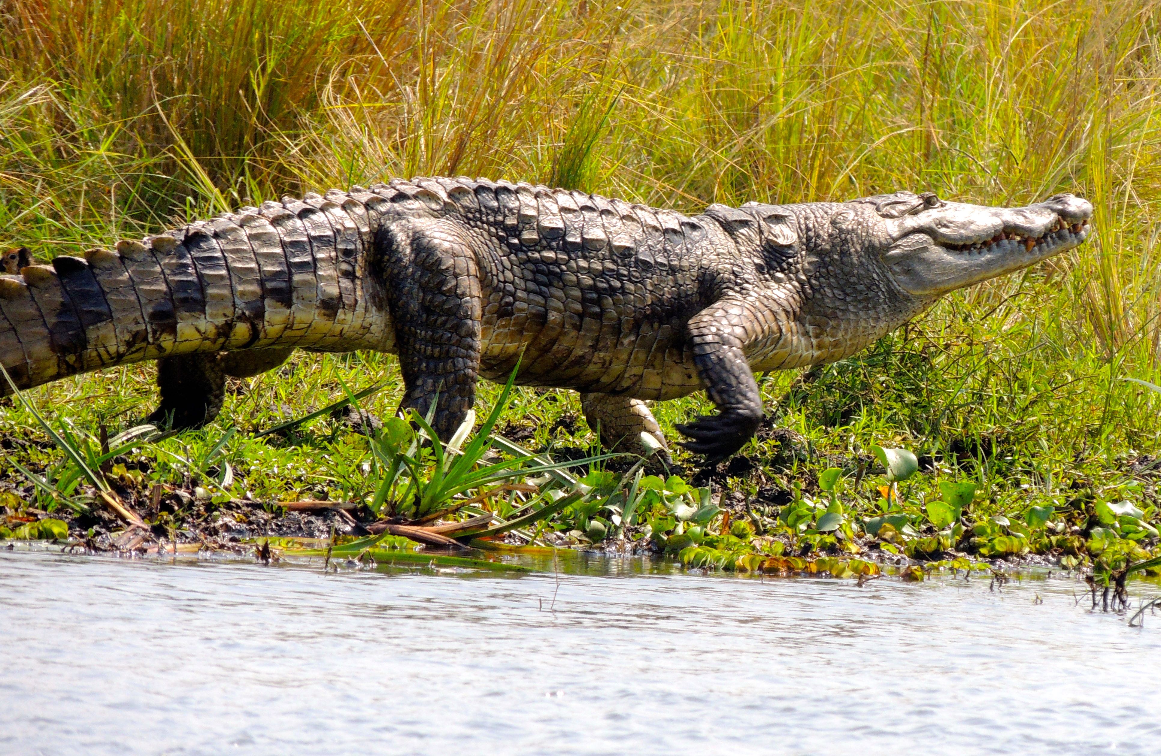 Nile Crocodile