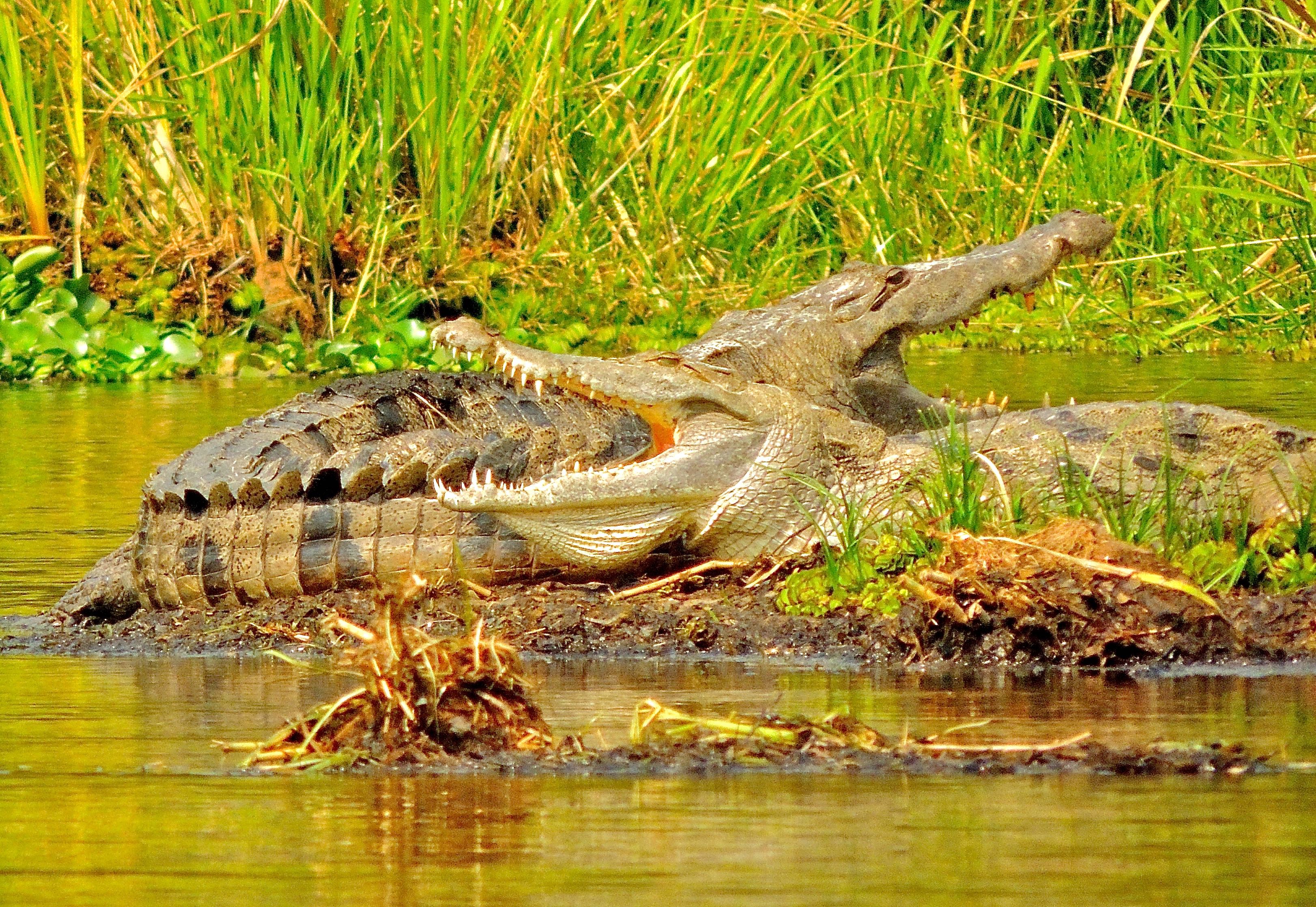 Nile Crocodiles