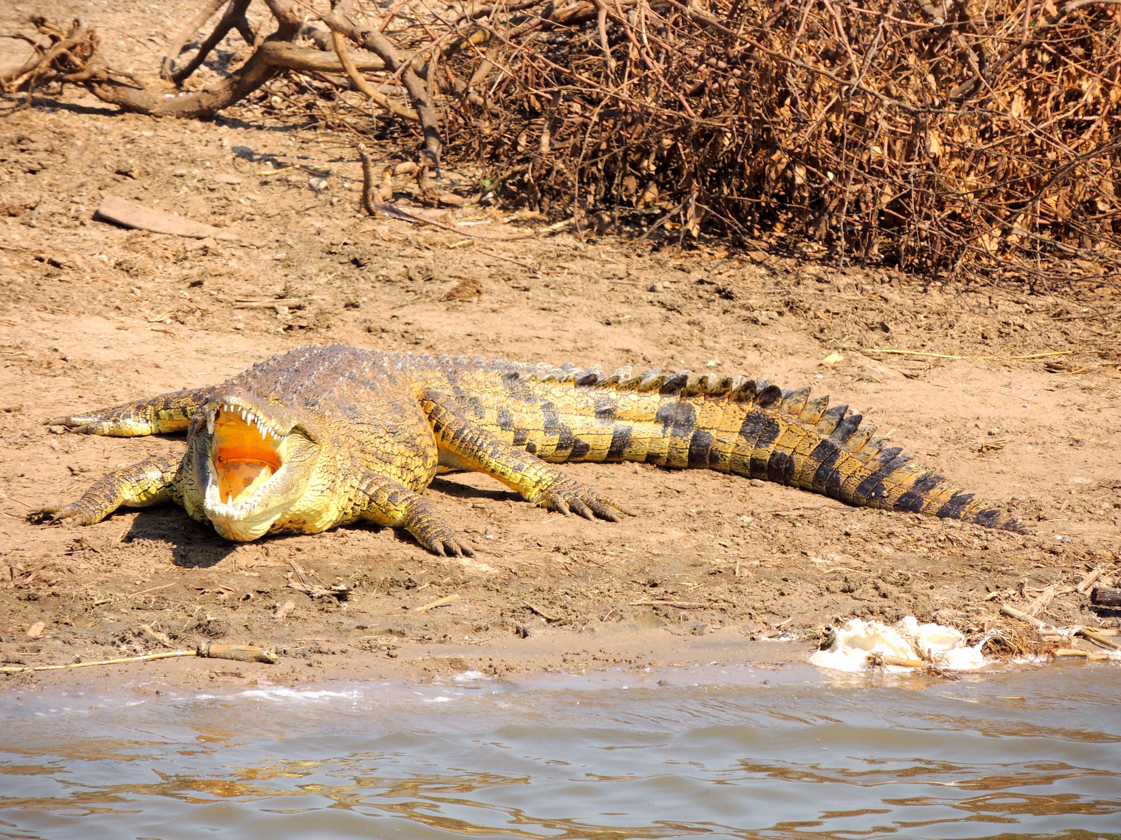 Nile Crocodile