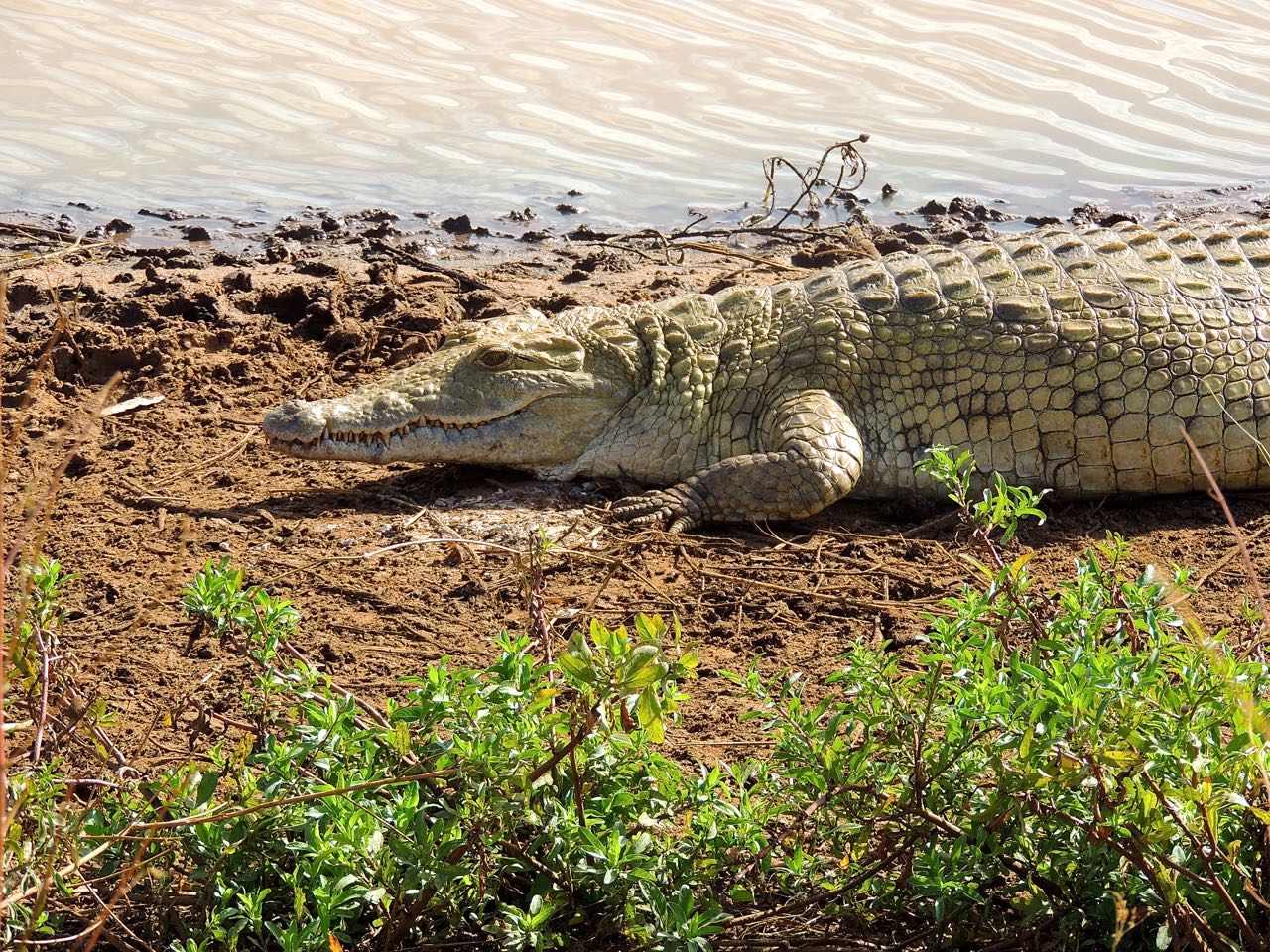 Nile Crocodile