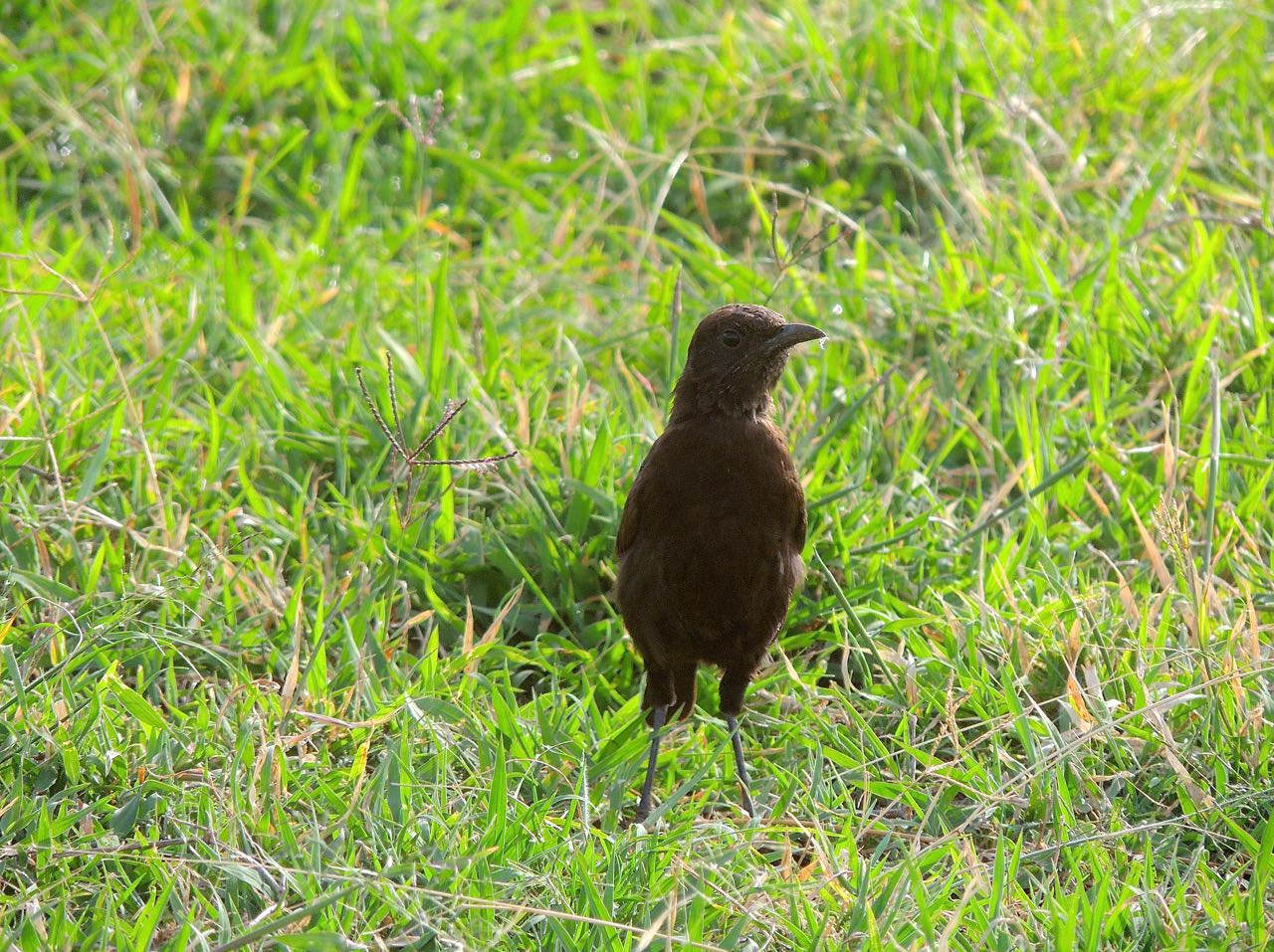 Northern Anteater-Chat