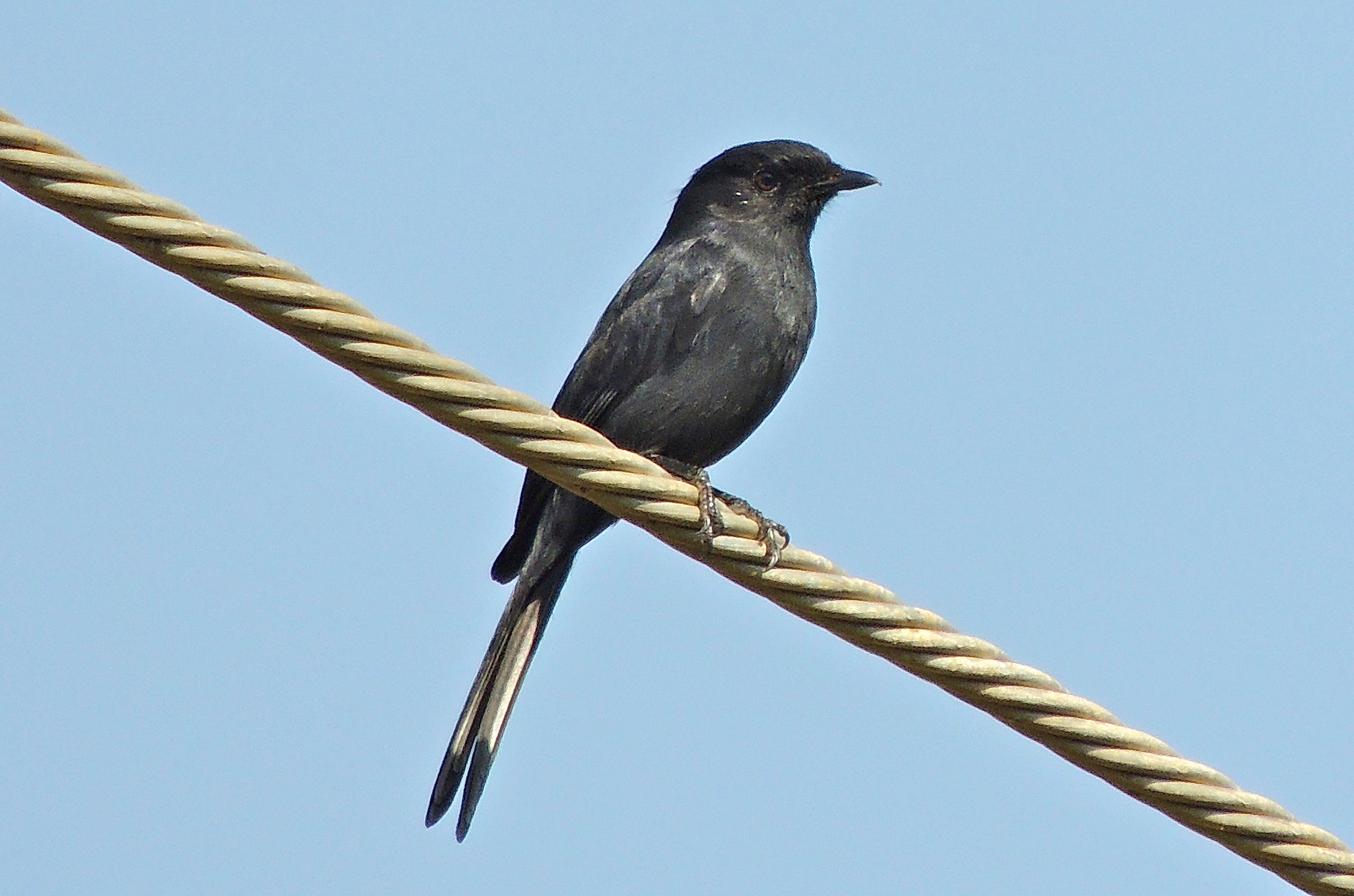 Northern Black-Flycatcher