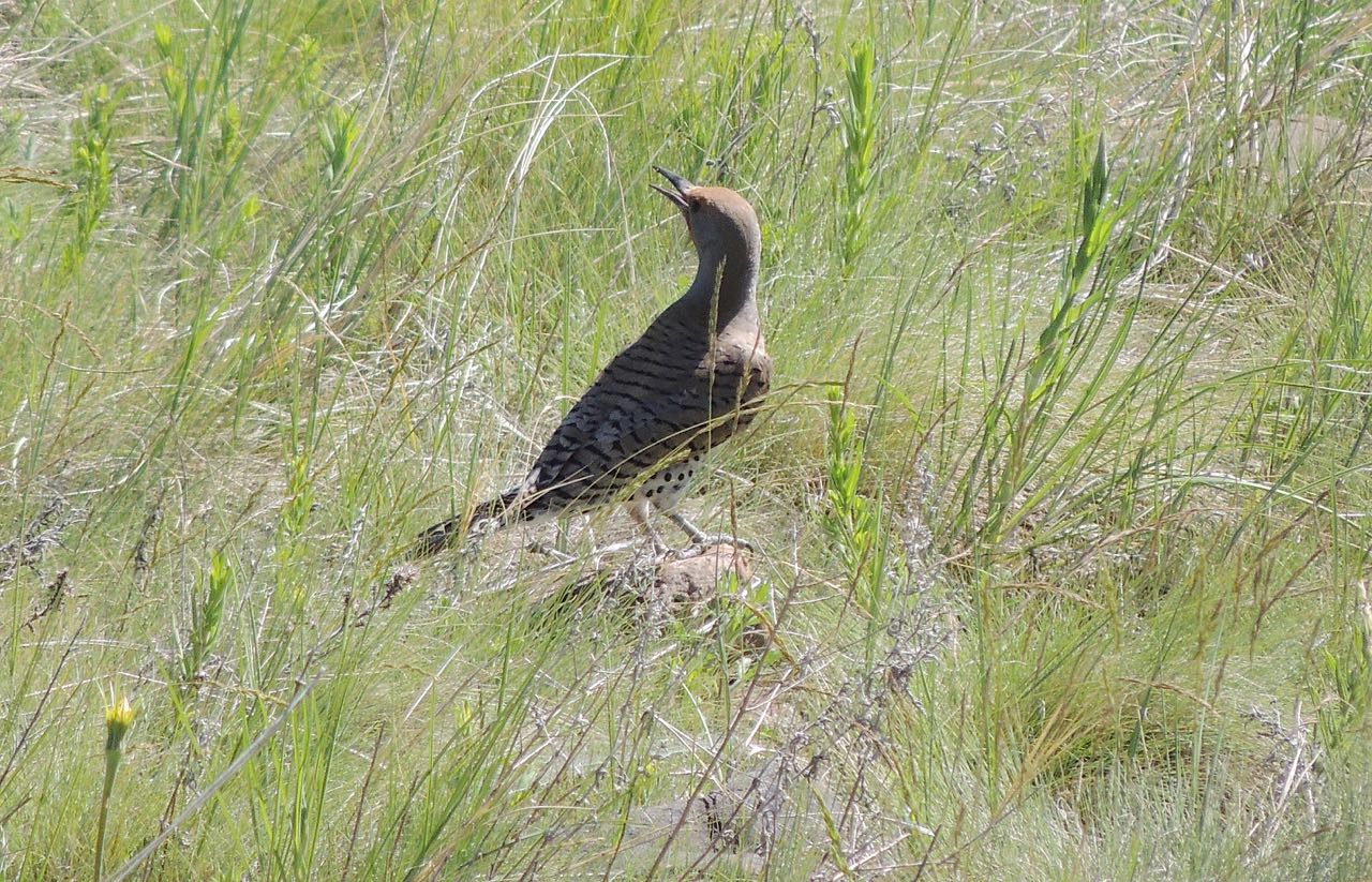 Northern (Red-shafted) Flicker