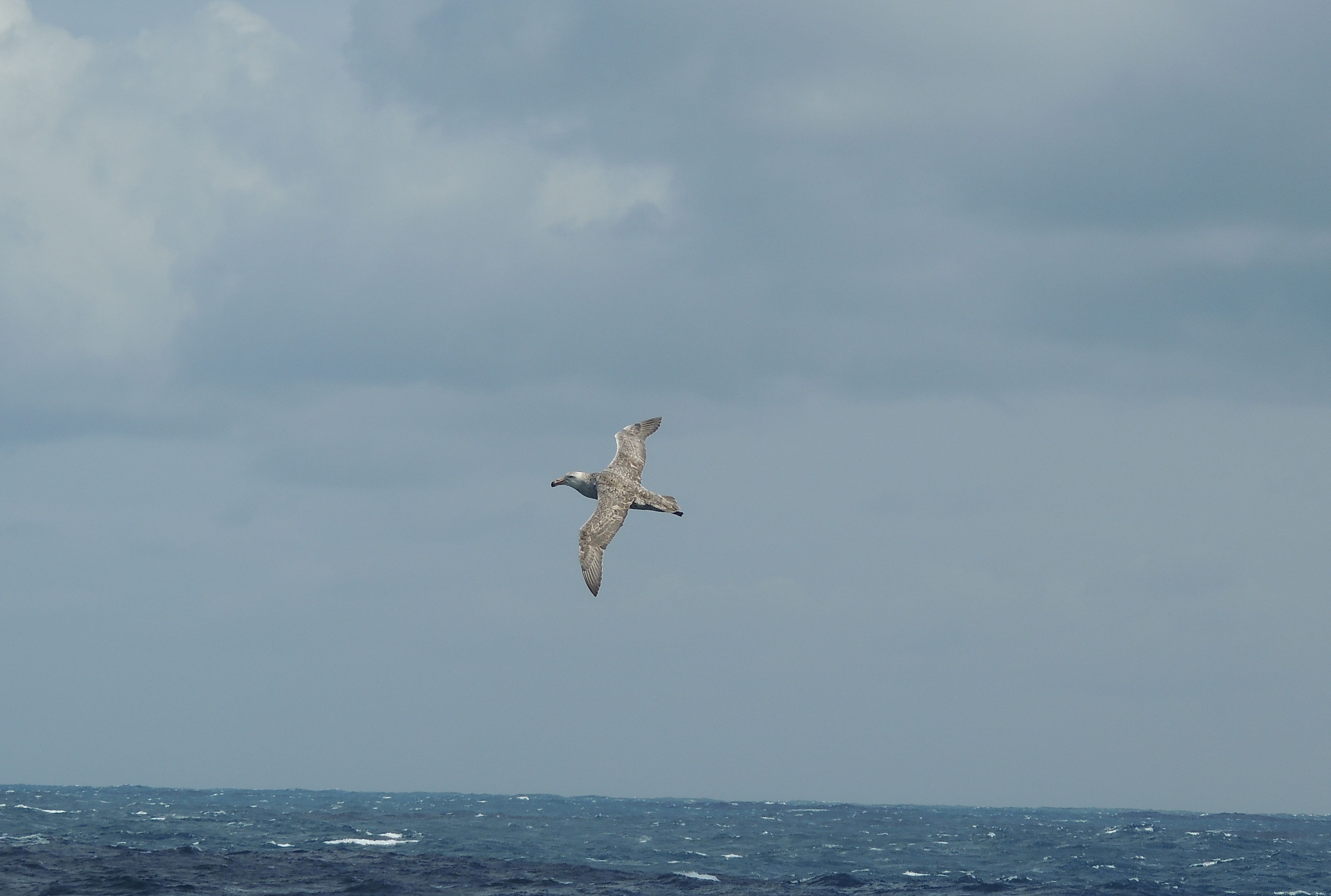 Northern Giant Petrel