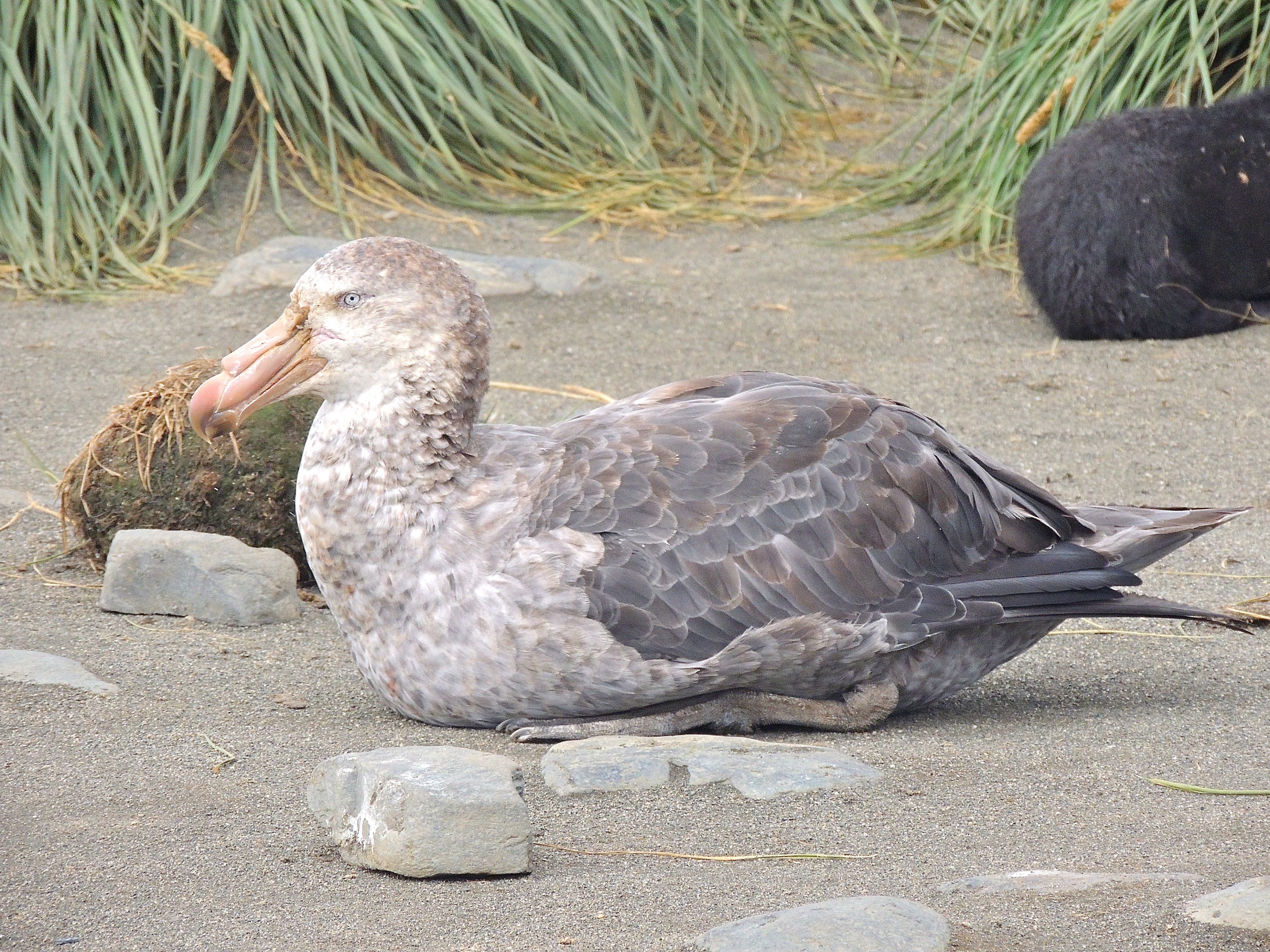 Northern Giant Petrel