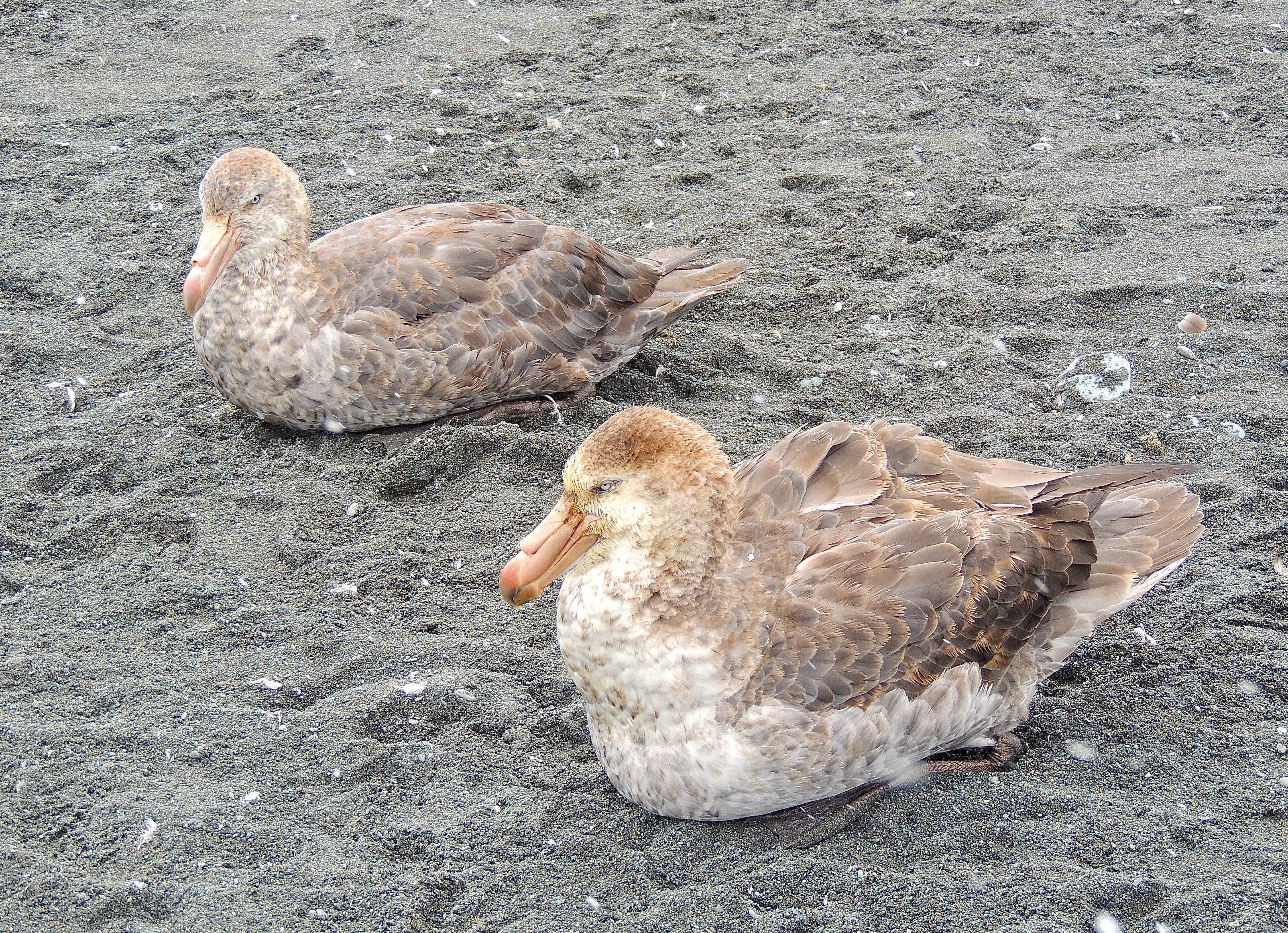 Northern Giant Petrels