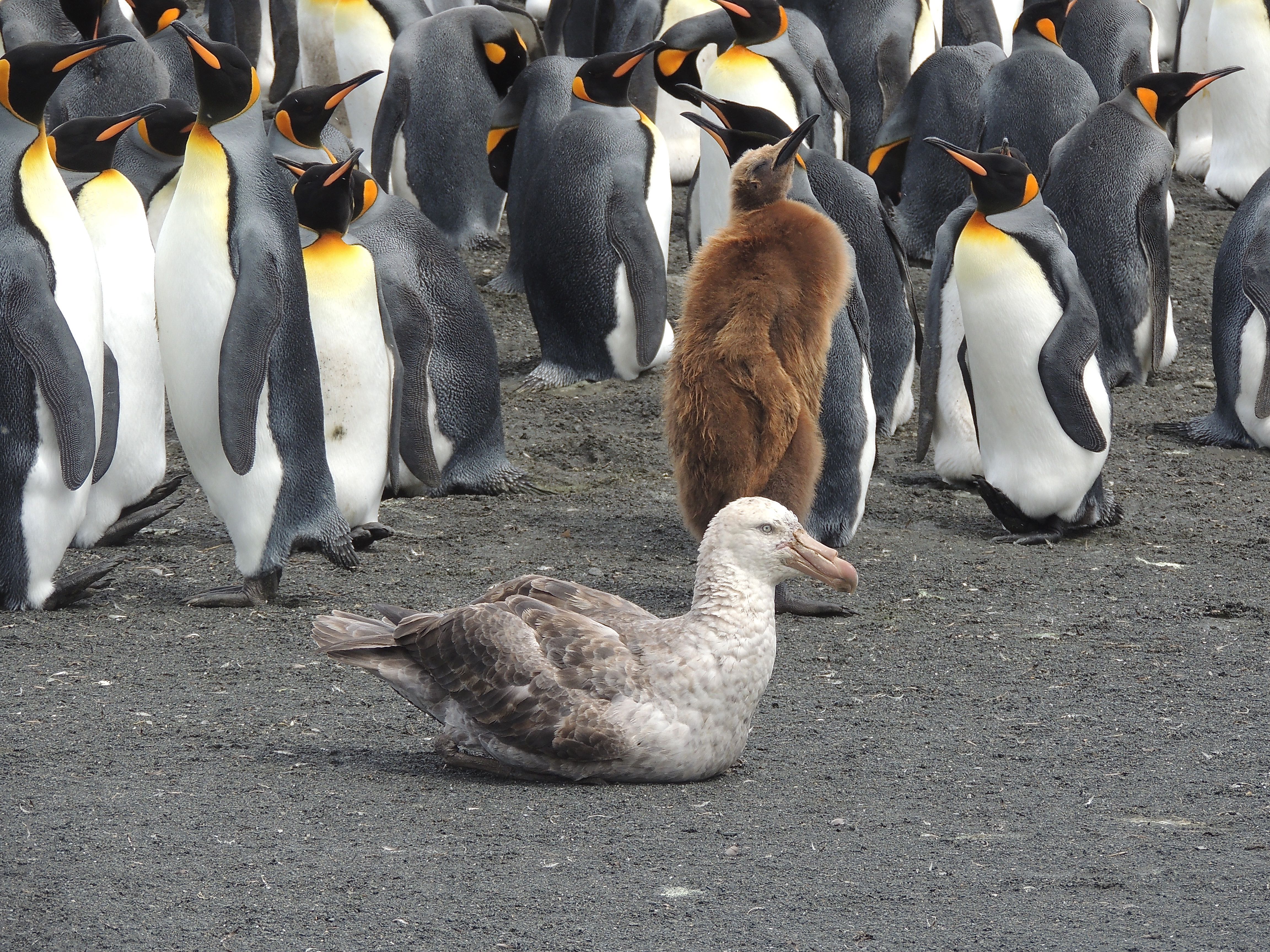 Northern Giant Petrel at Colony