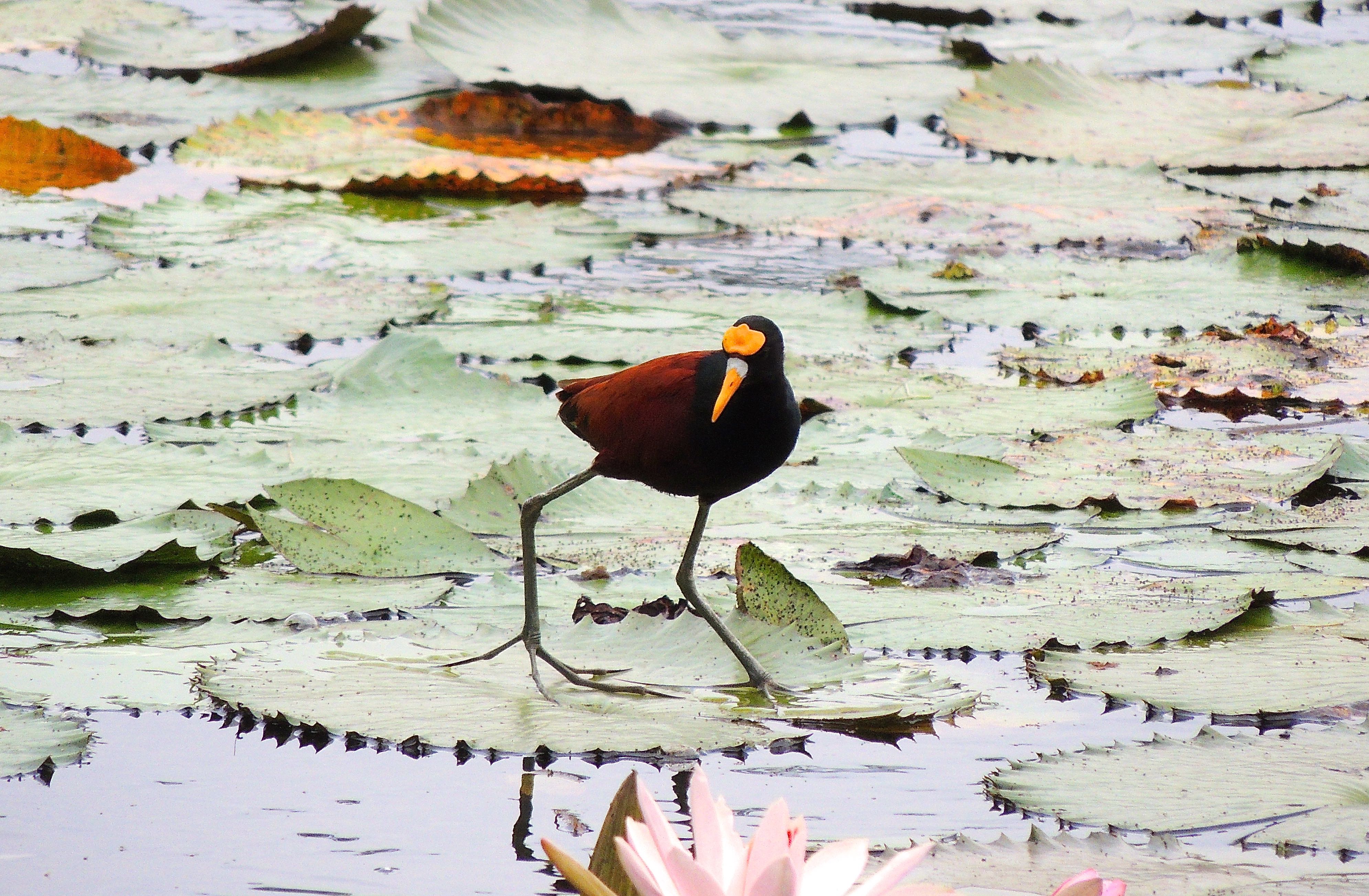 Northern Jacana