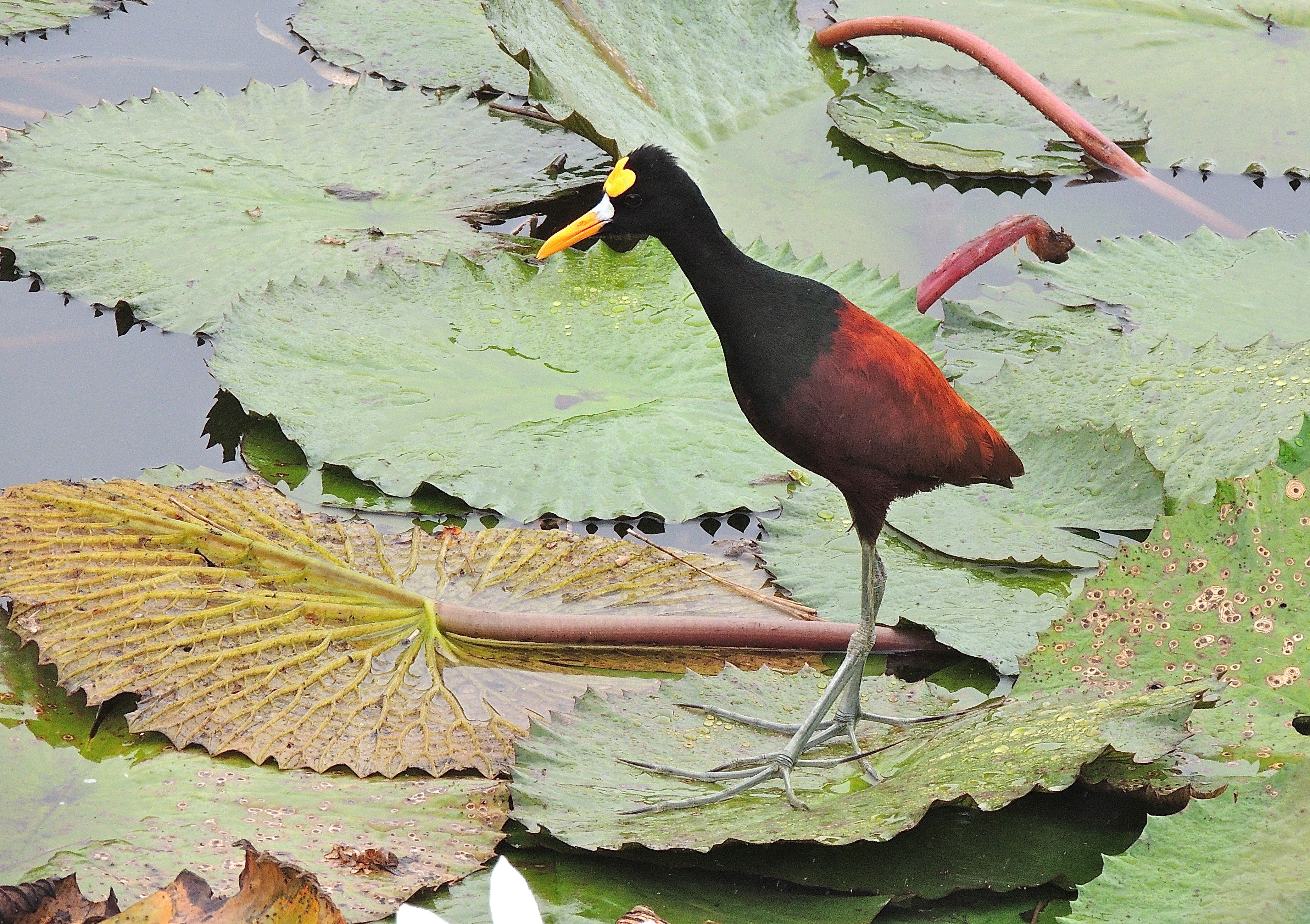 Northern Jacana