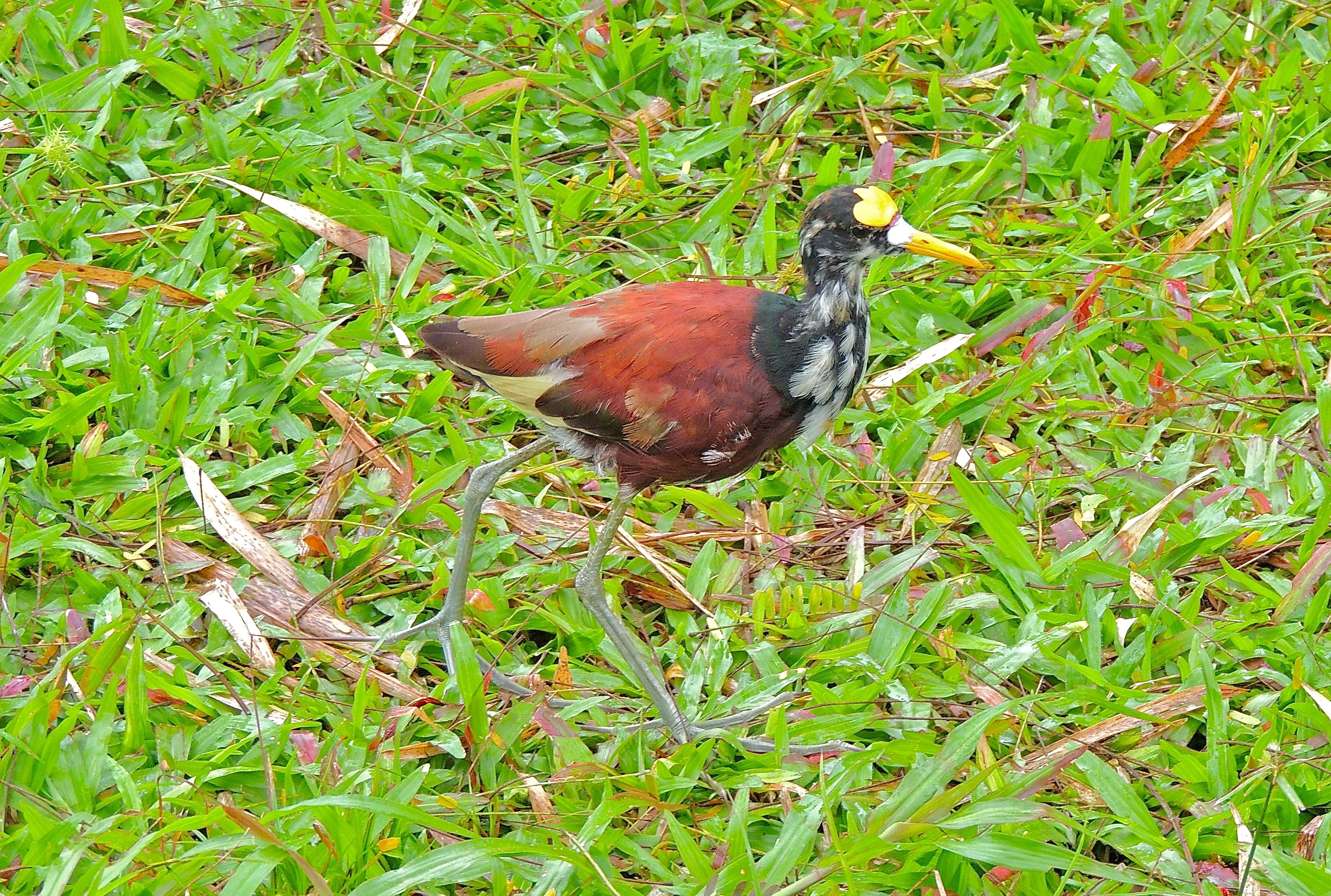 Northern Jacana Juvenile