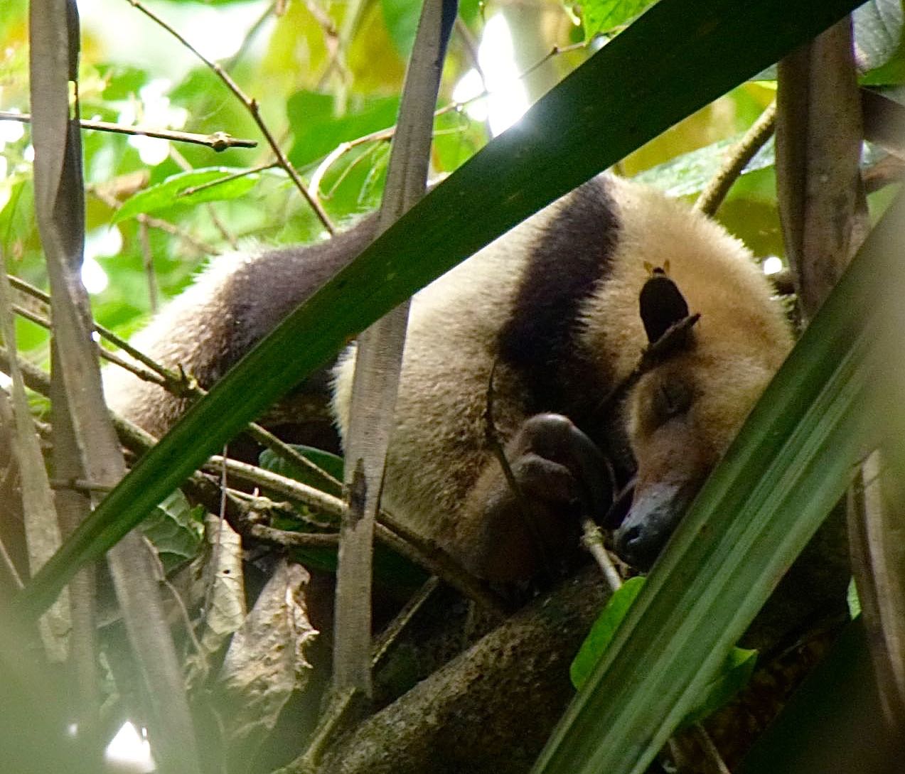 Northern Tamandua