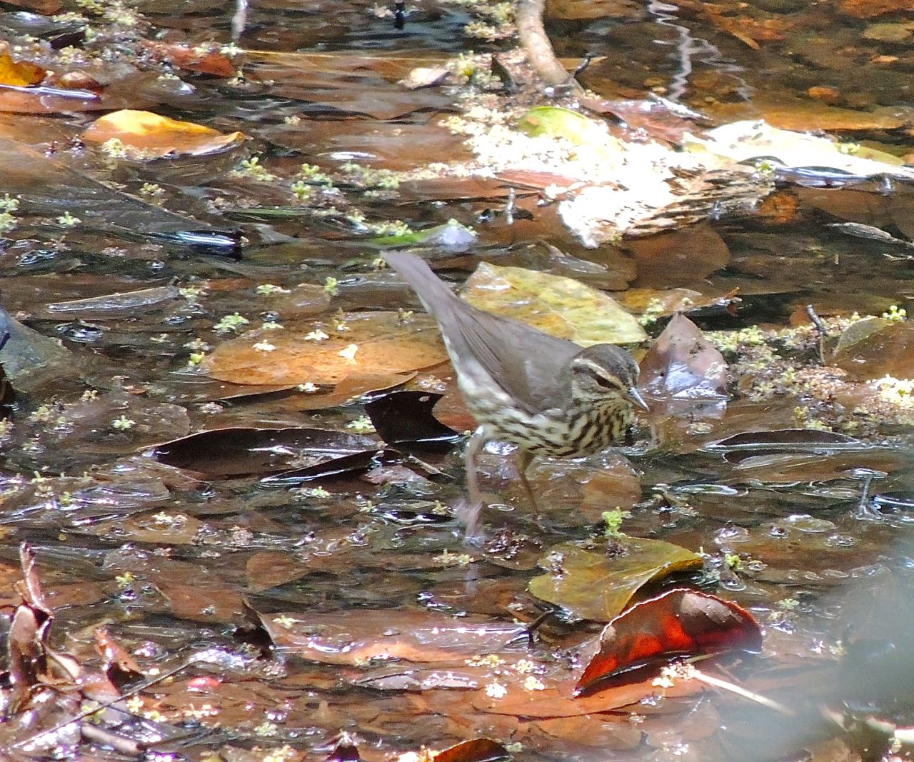 Northern Waterthrush