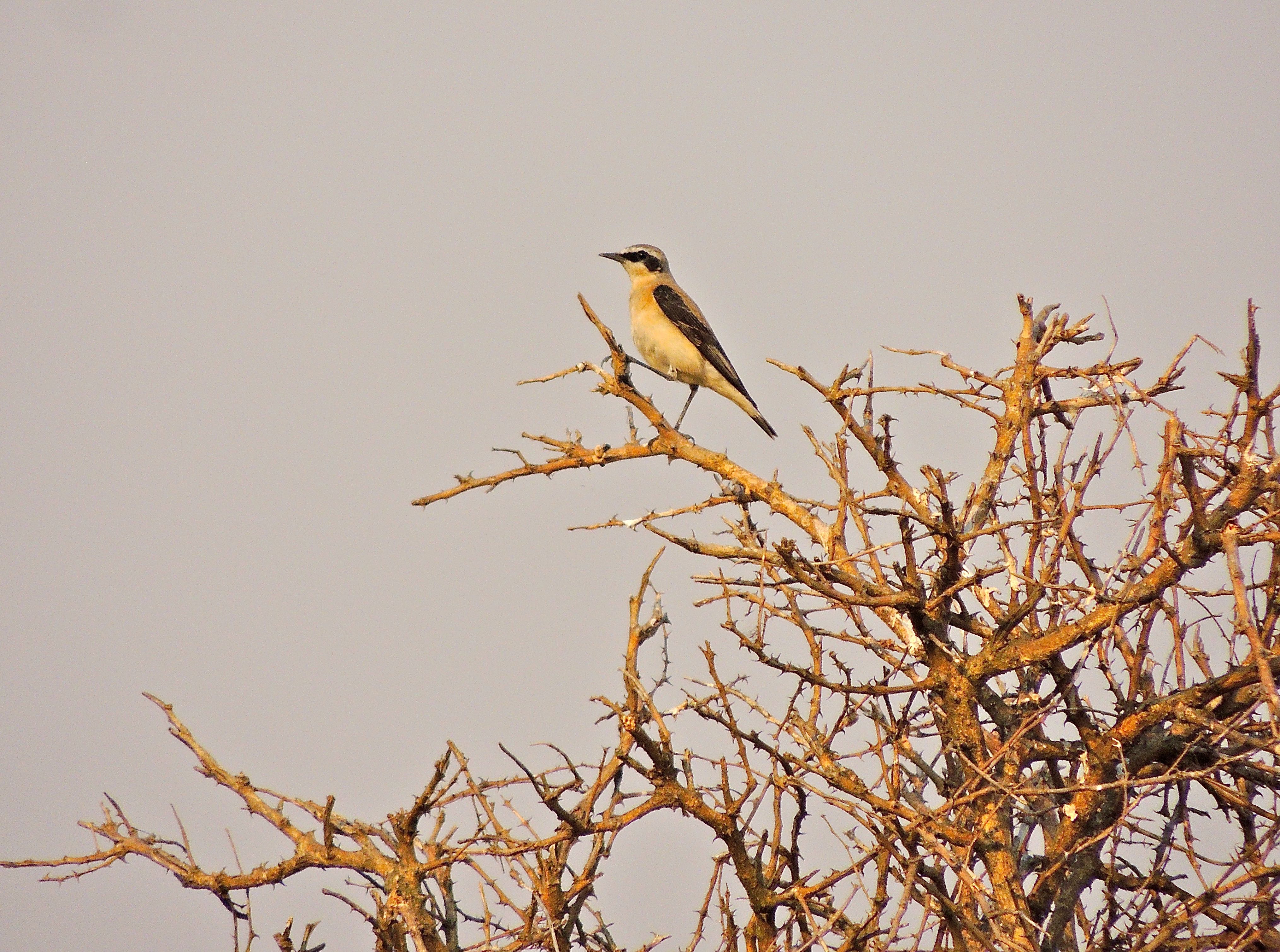 Northern Wheatear