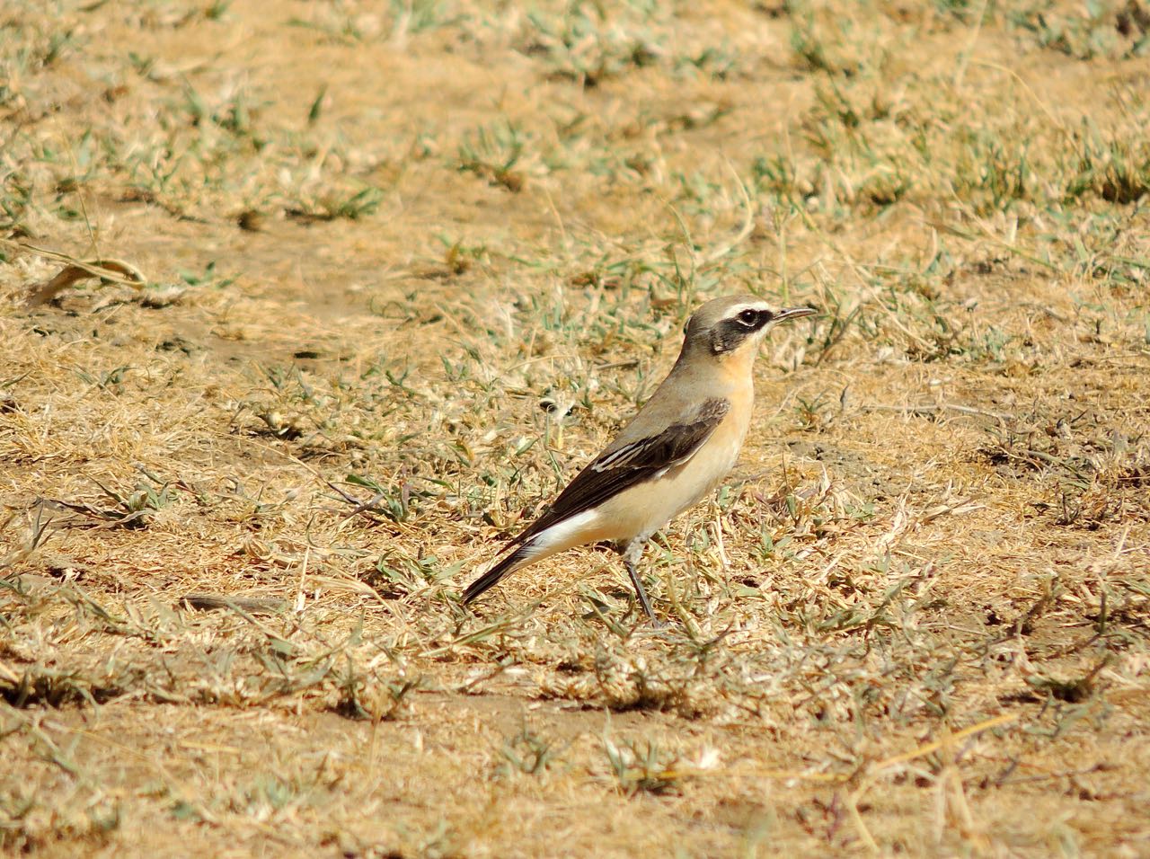 Northern Wheatear