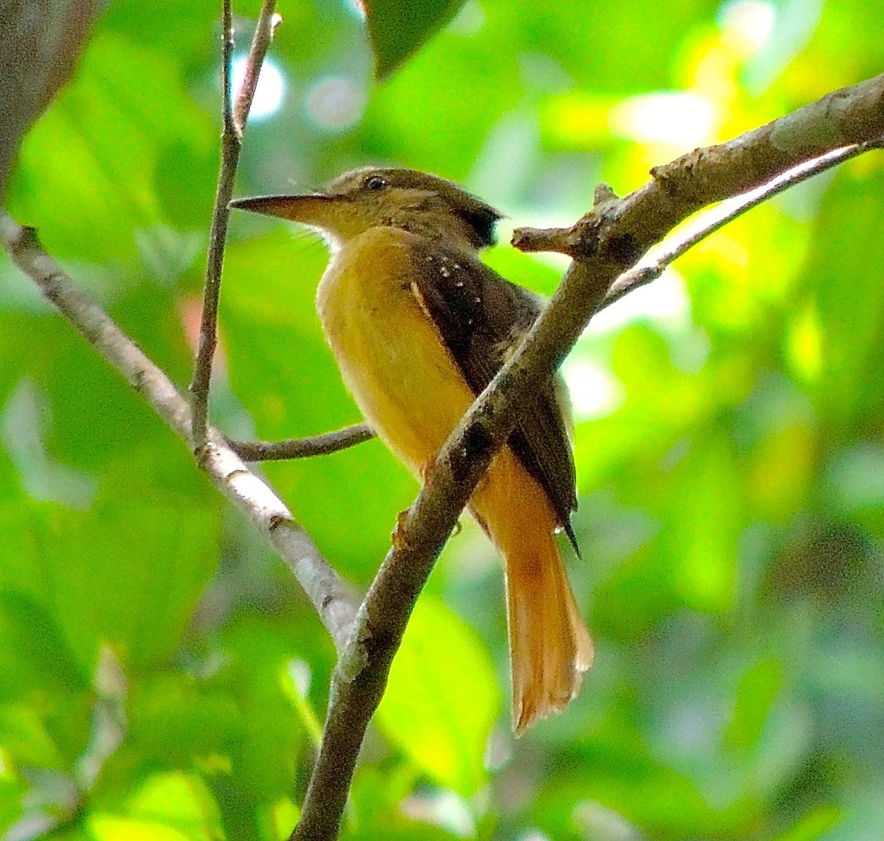 Northern Royal Flycatcher