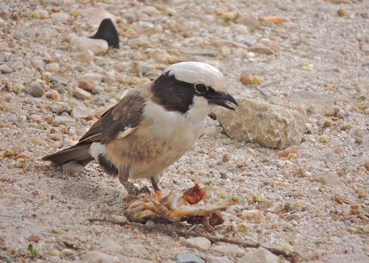 Northern White-crowned Shrike