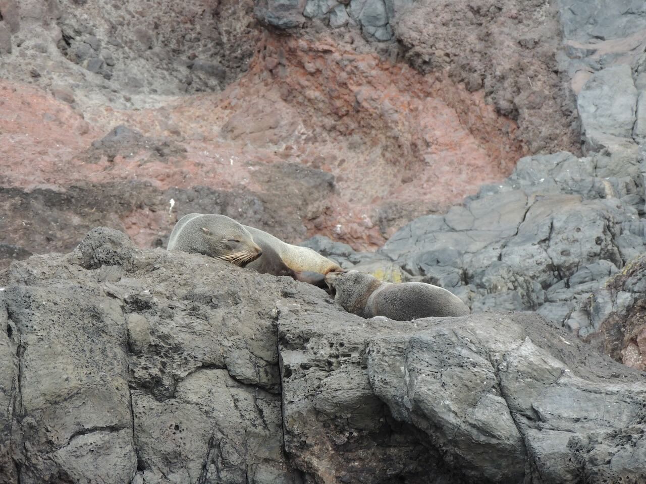New Zealand Fur Seals