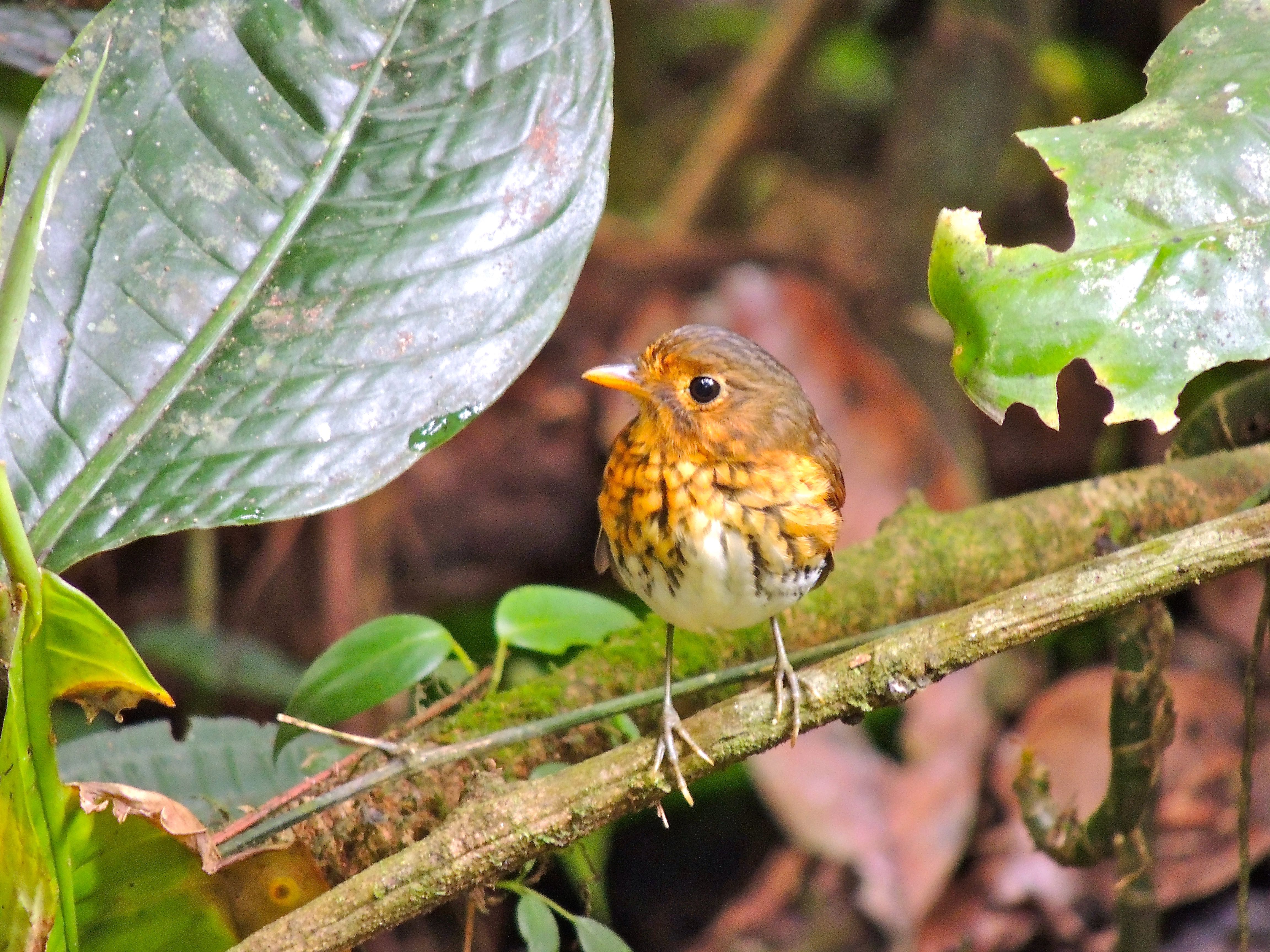 Ochre-breasted Antpitta