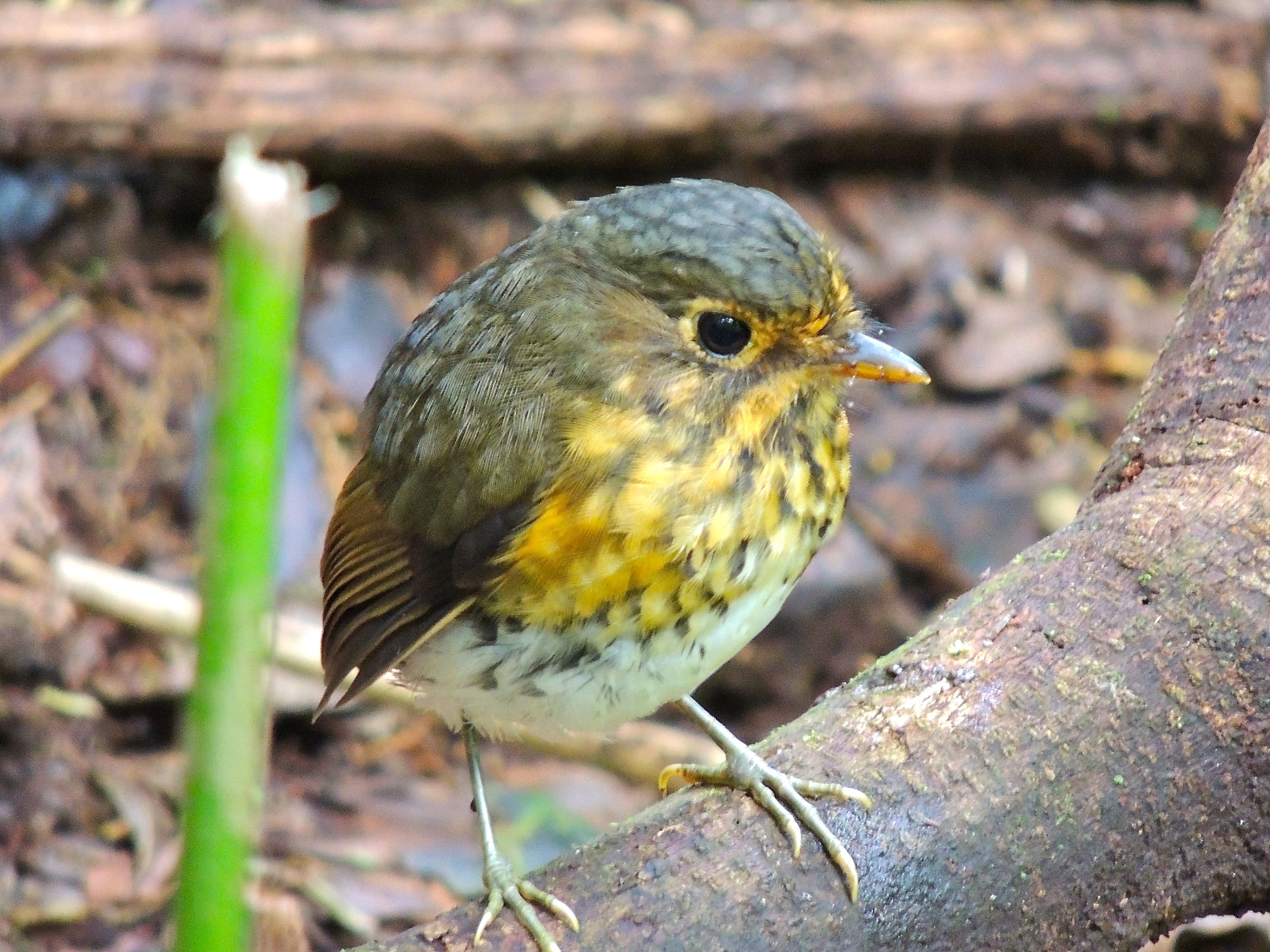 Ochre-breasted Antpitta