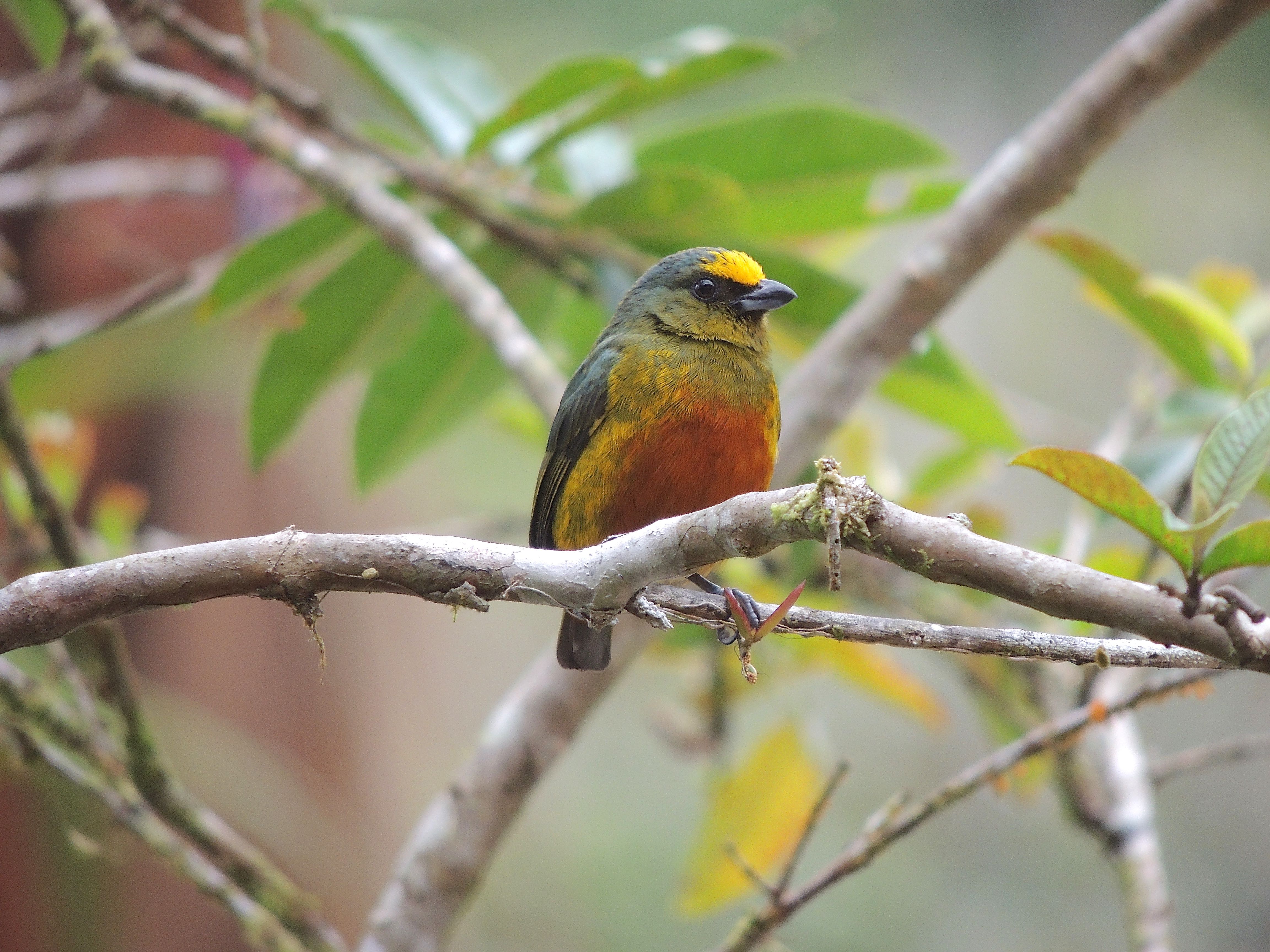 Olive-backed Euphonia