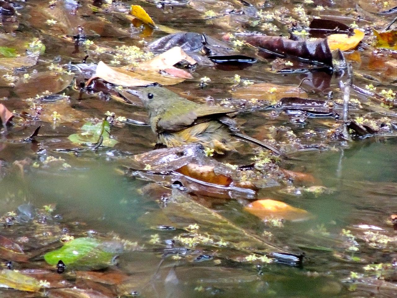 Ochre-bellied Flycatche